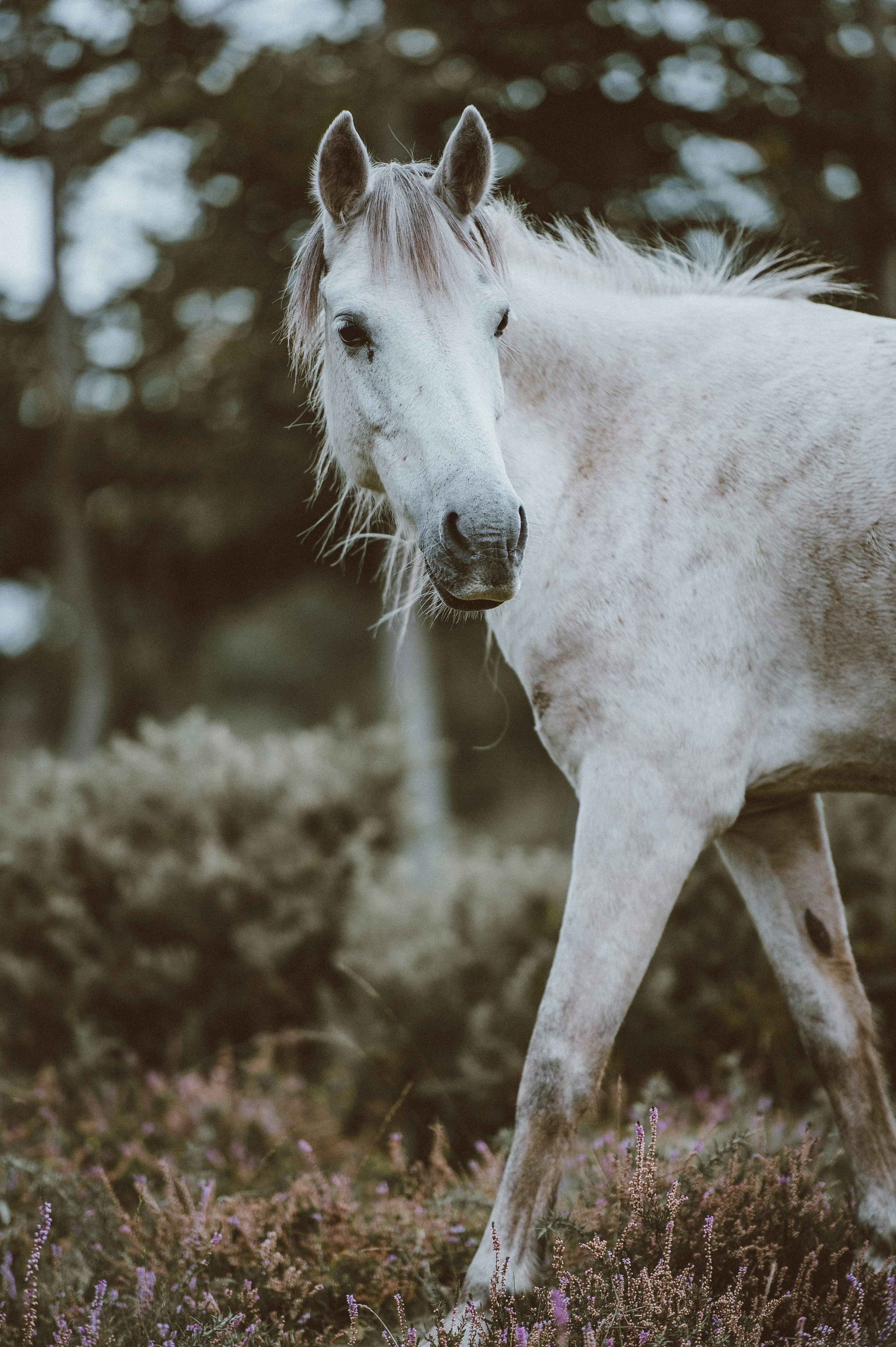 White Horse Picture. Download Free Image