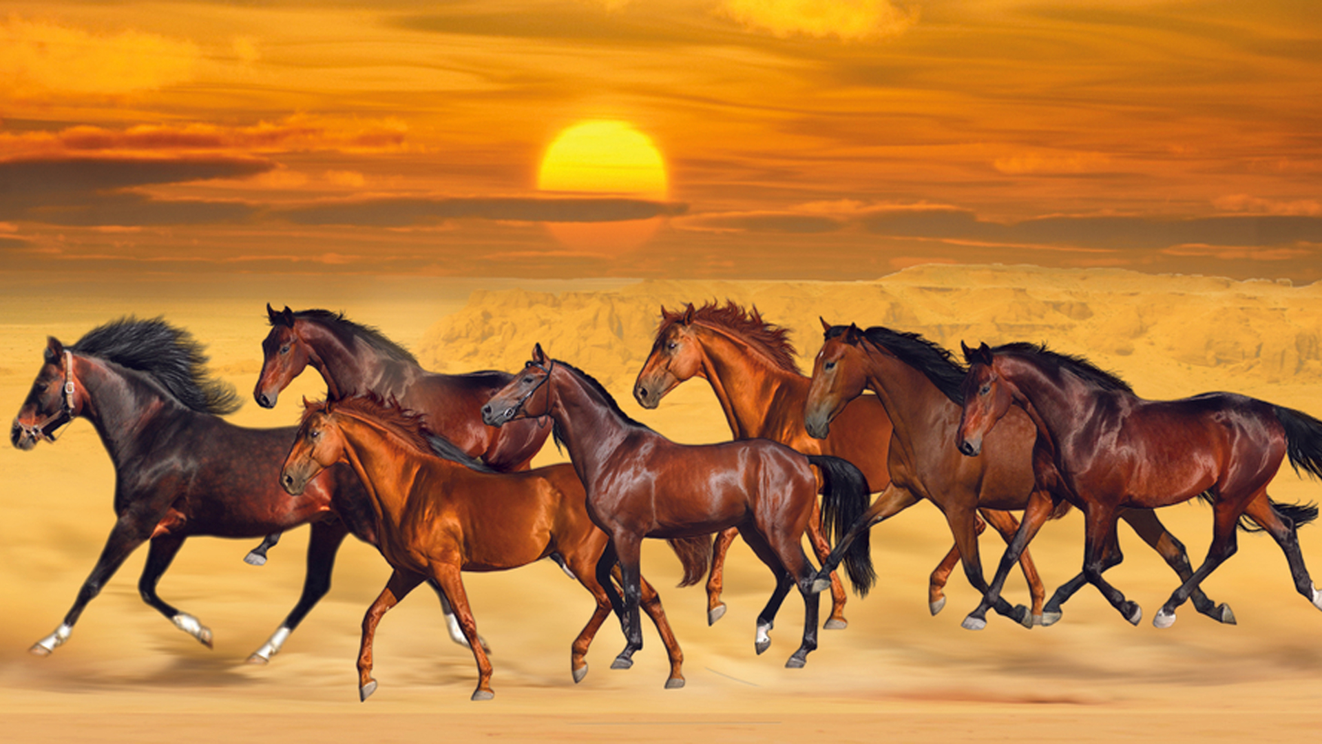 Seven Horses Are Running On Sea Sand During Sunset HD Beautiful Wallpaper