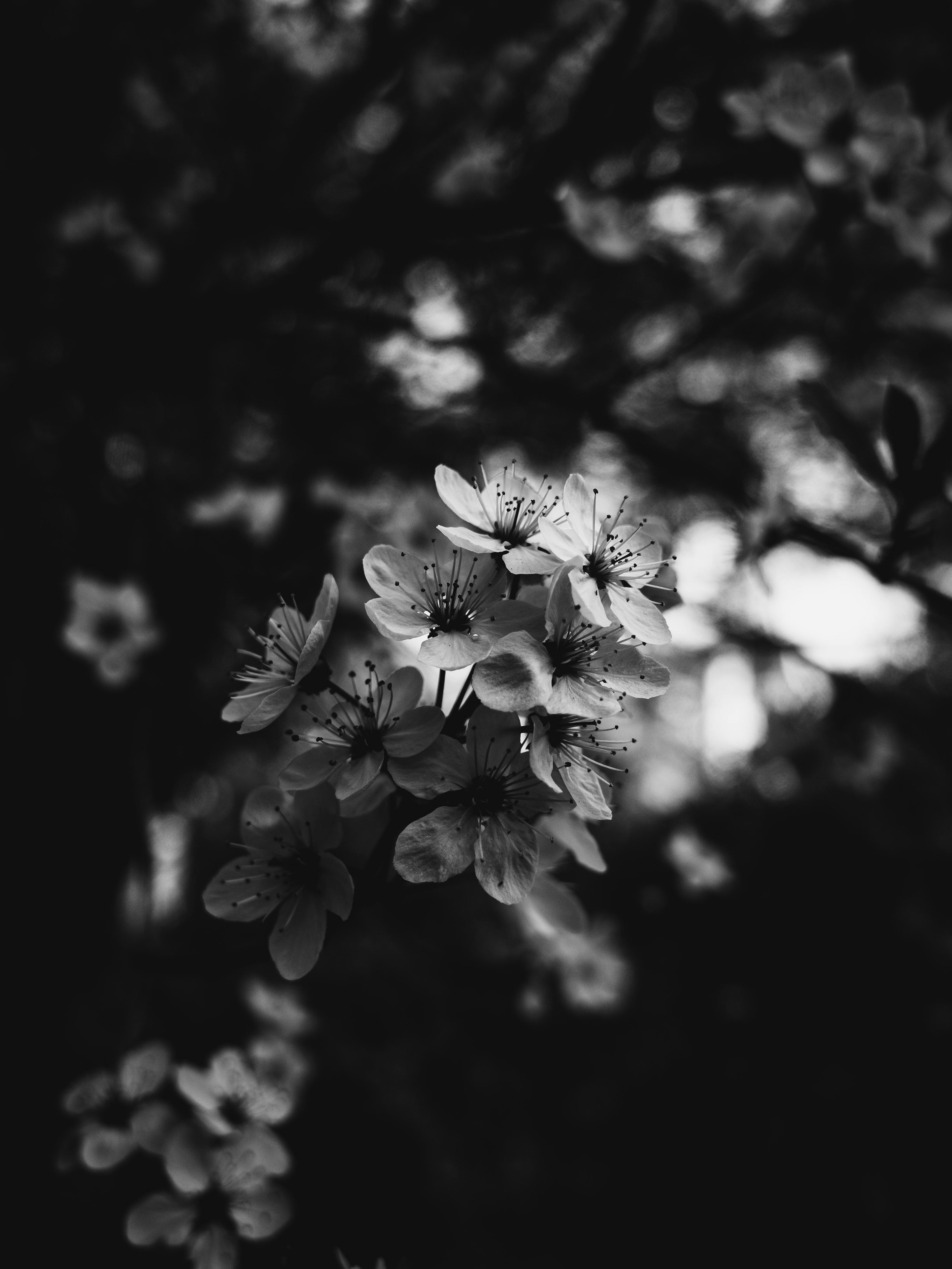 Cherry Blossoms in Black and White · Free