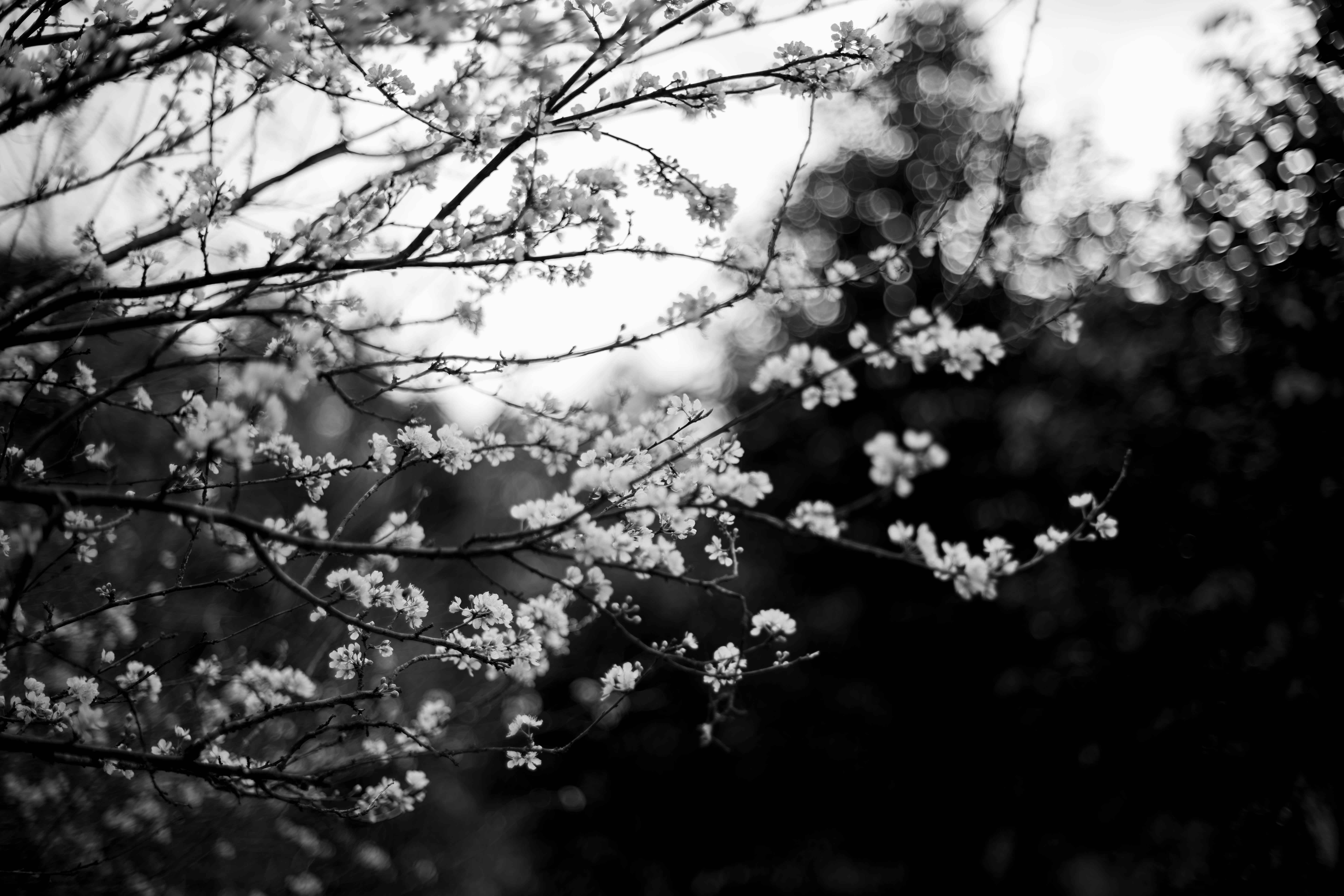 Elegant Black and White Cherry Blossom Art · Free