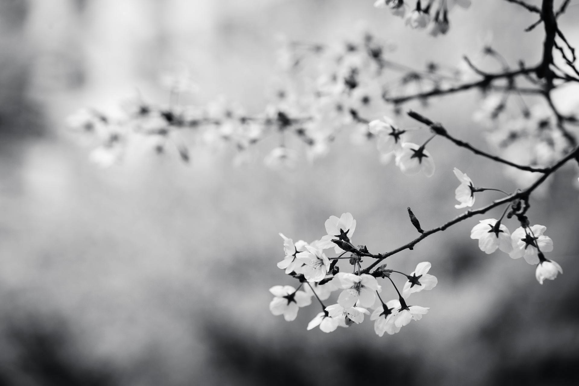 Grayscale Photography of Flowers · Free