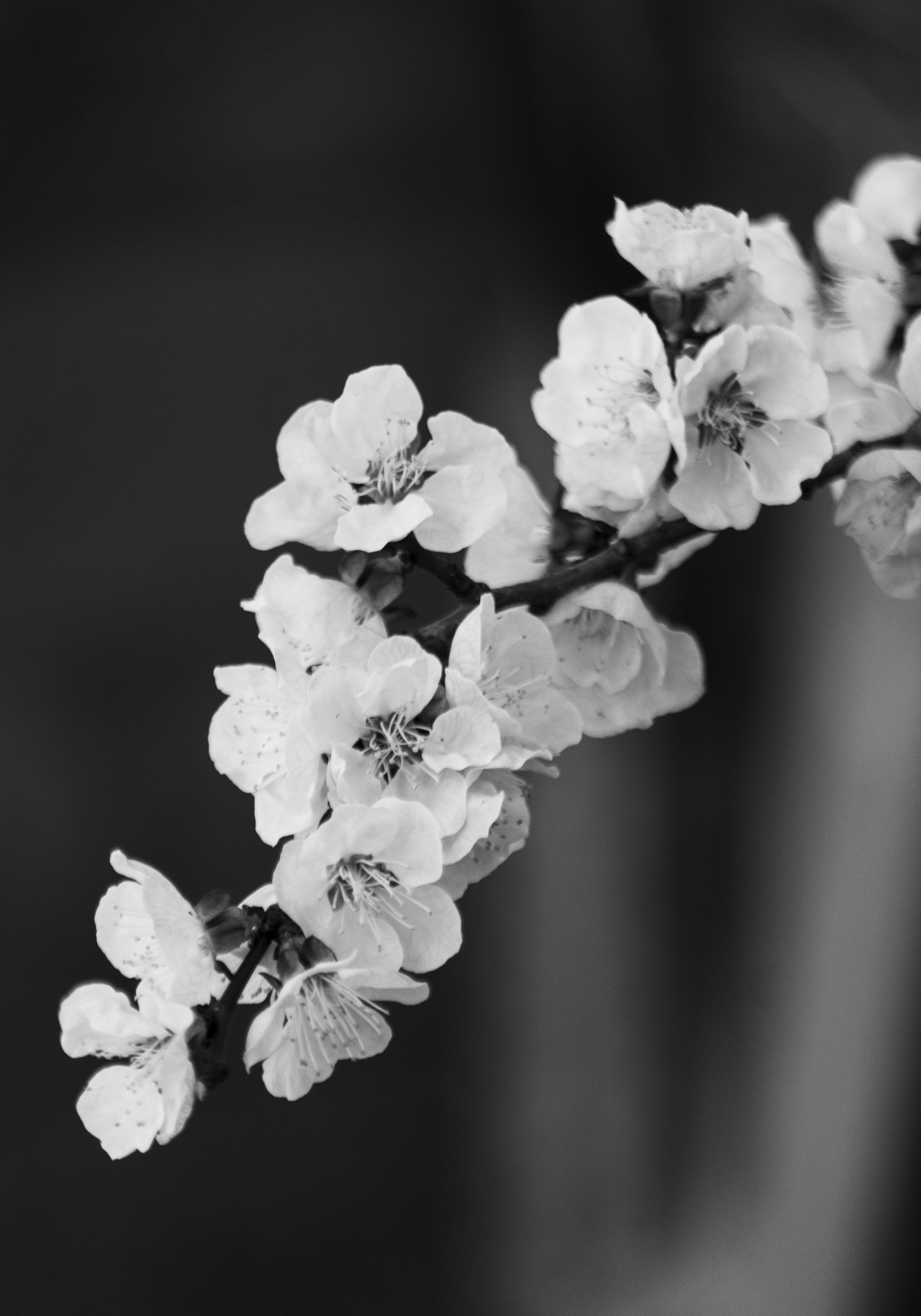 Black and White Cherry Blossom in Bloom · Free