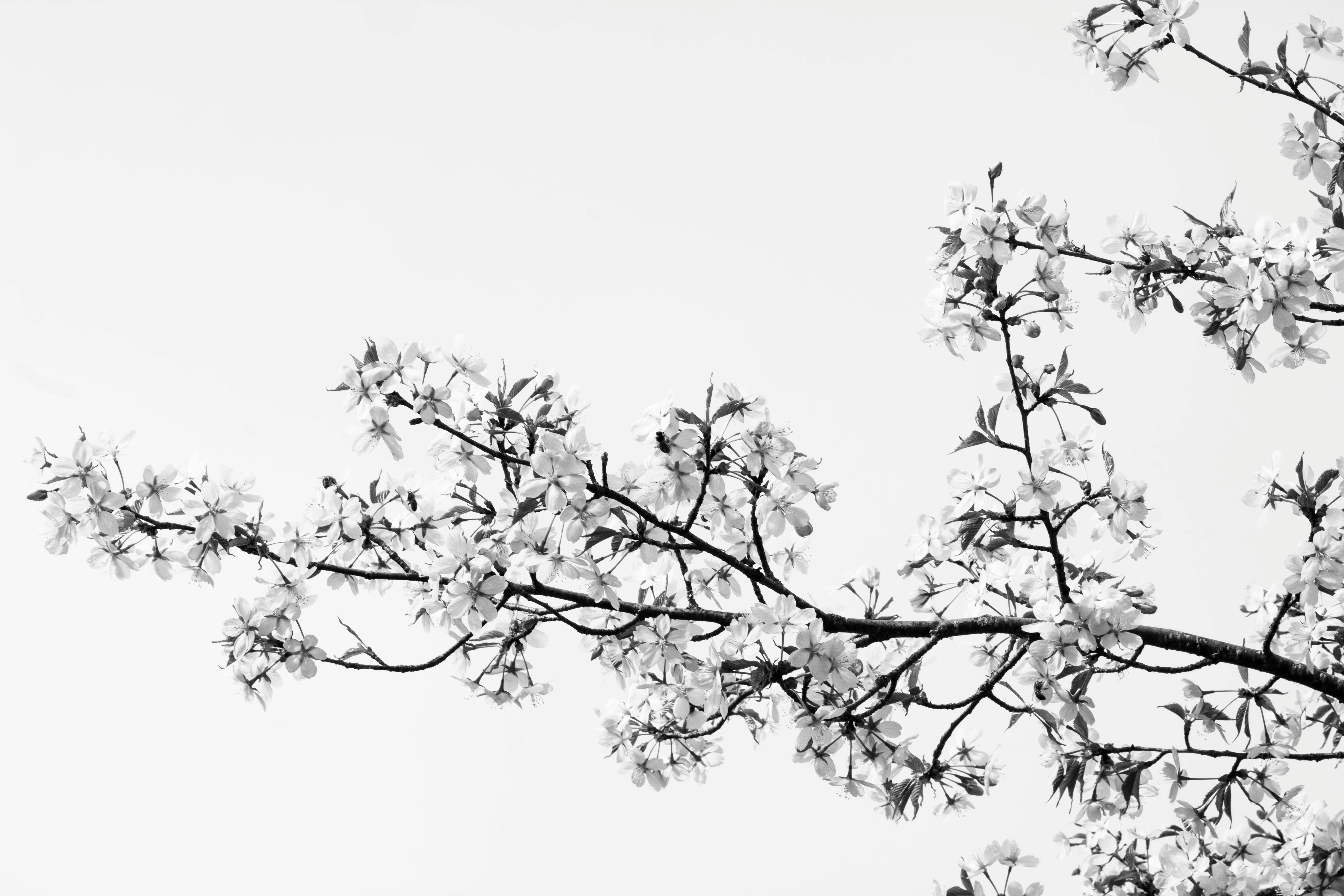 Branch of Cherry Blossom in Black and White · Free