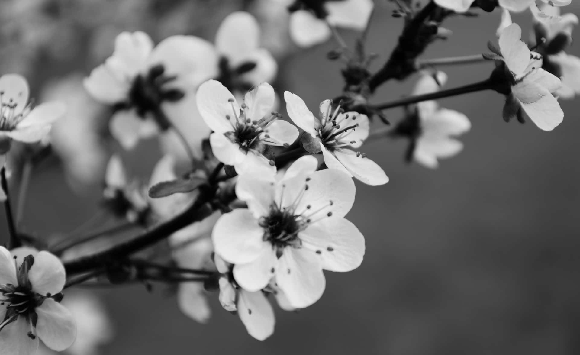 Download Cherry Blossom Monochrome Wallpaper