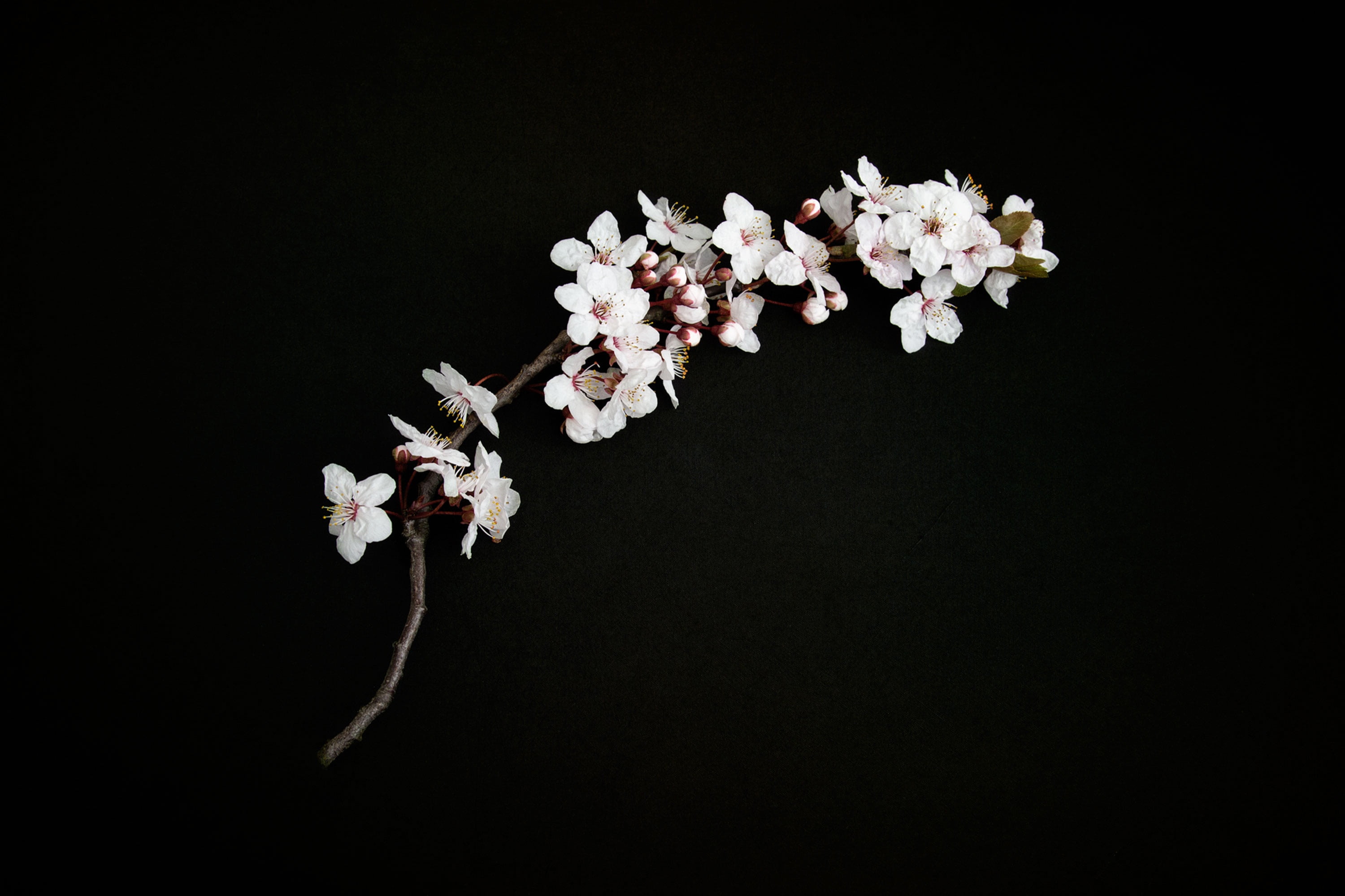 Royalty Free Photo: White Flowers With Black Background