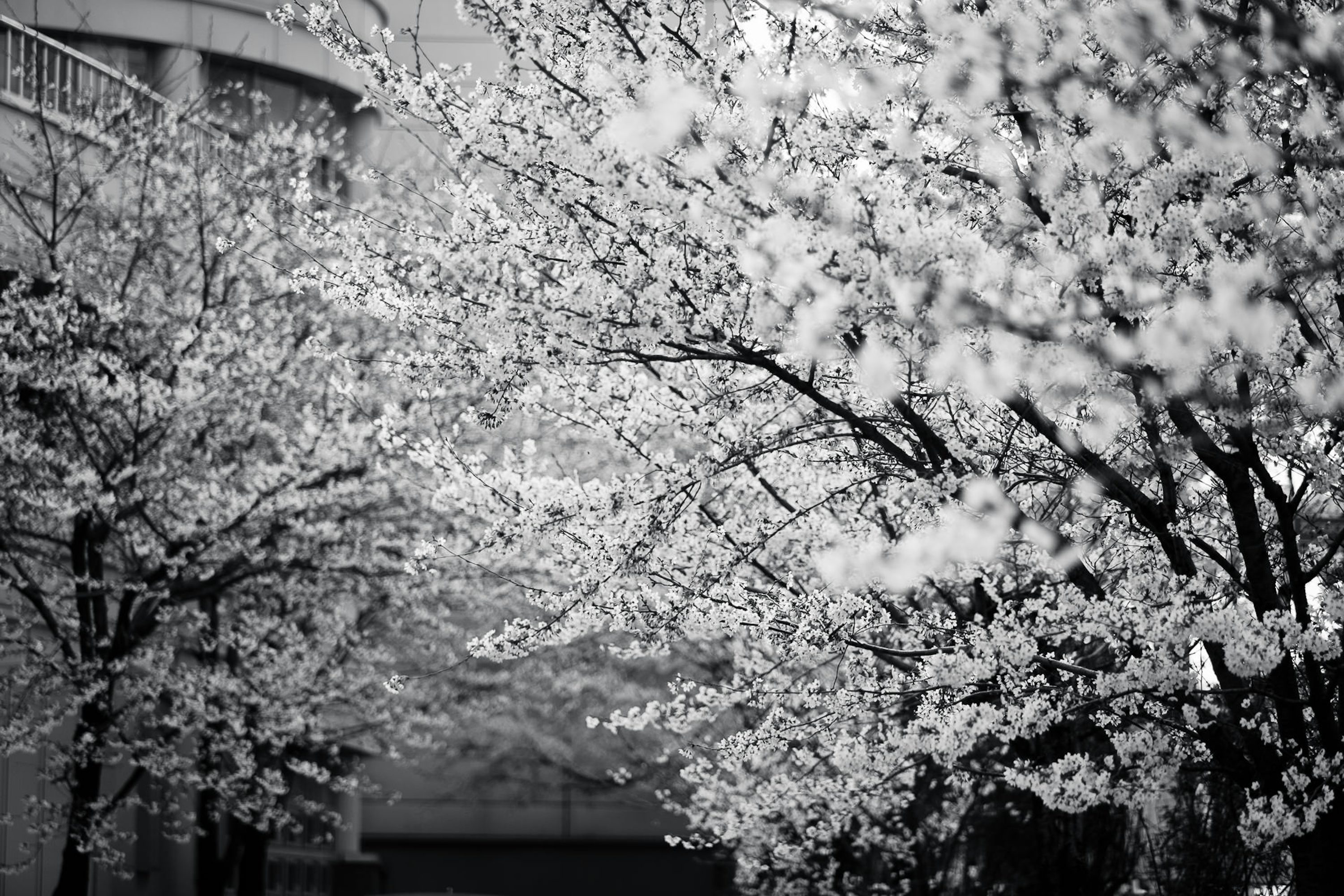 Grayscale photo of cherry blossom photo