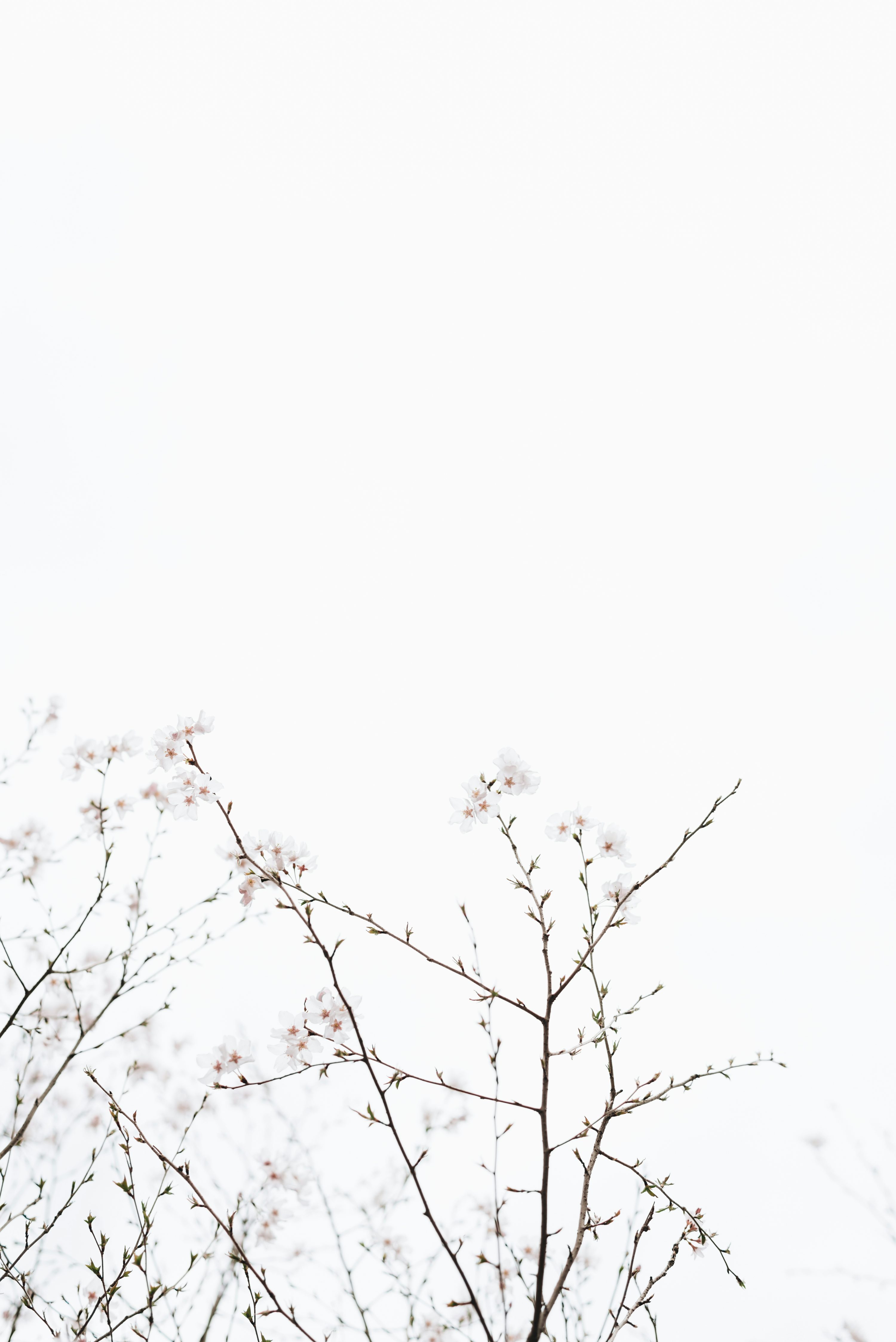 White cherry blossoms under white sky at dayime photo