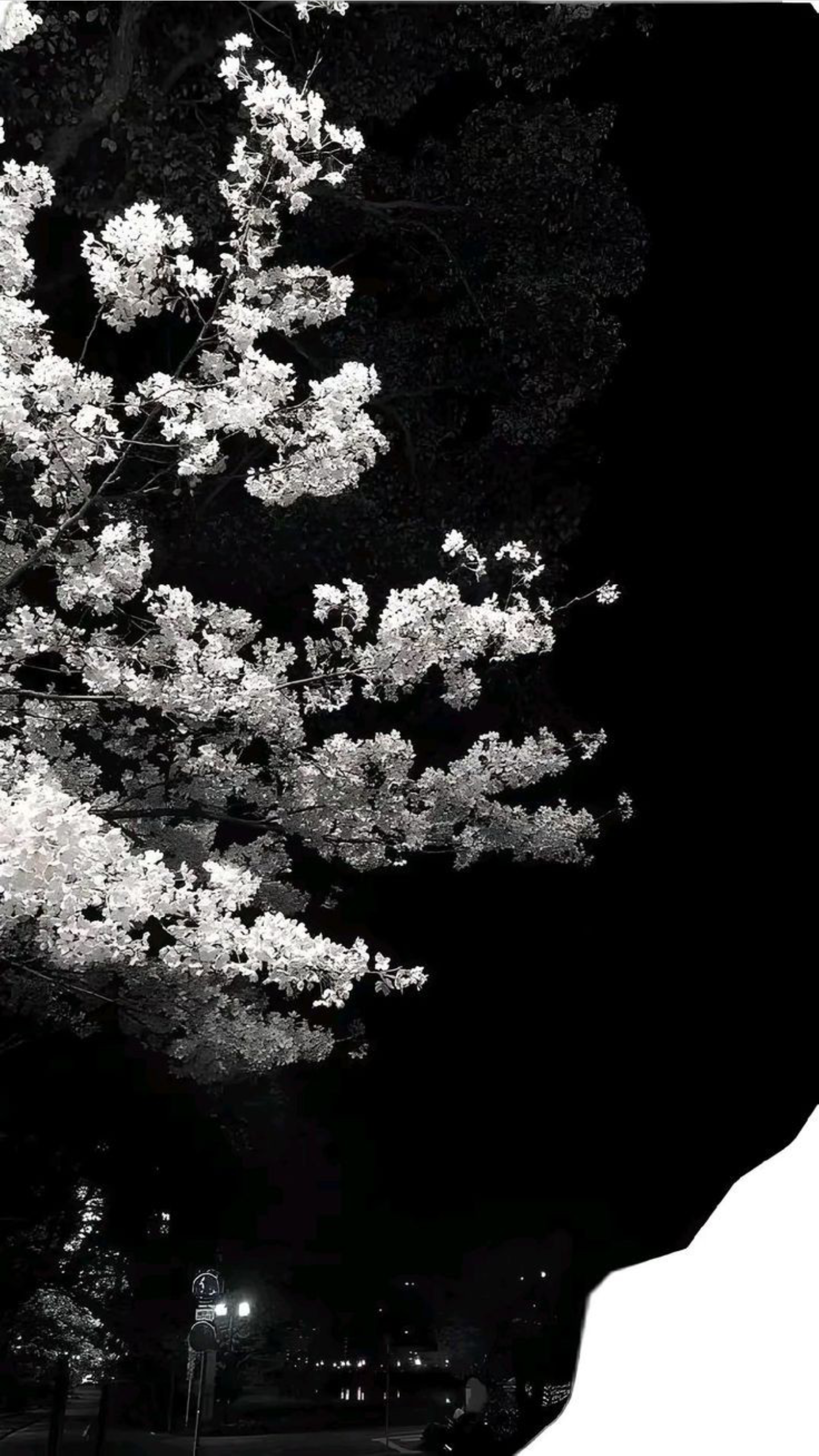 Wallpaper Cherry Blossom, Flower, Idea, Tree, TikTok, Background Free Image