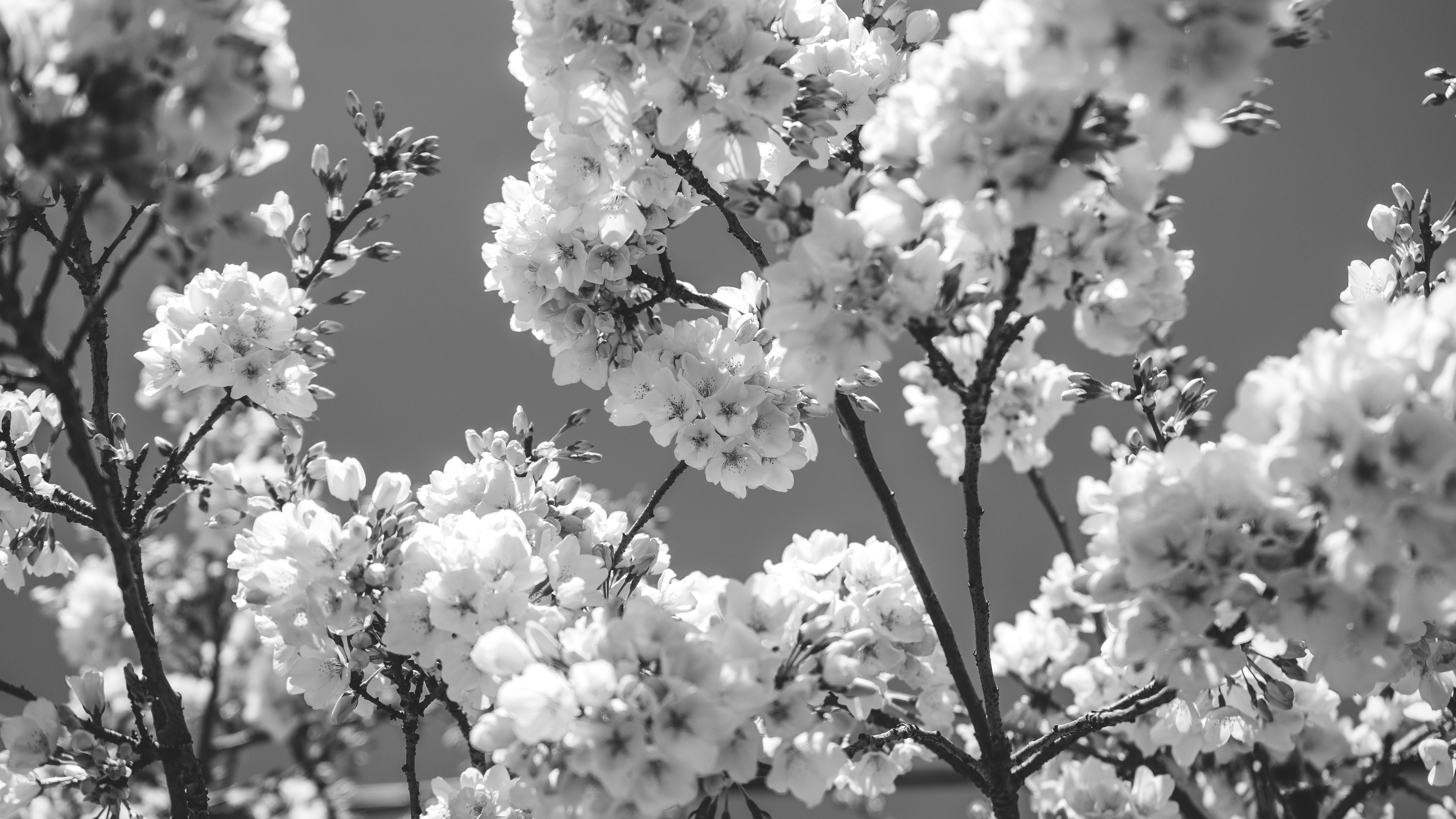 Browse Free HD Image of Monochromatic Cherry Blossoms In March Sunshine