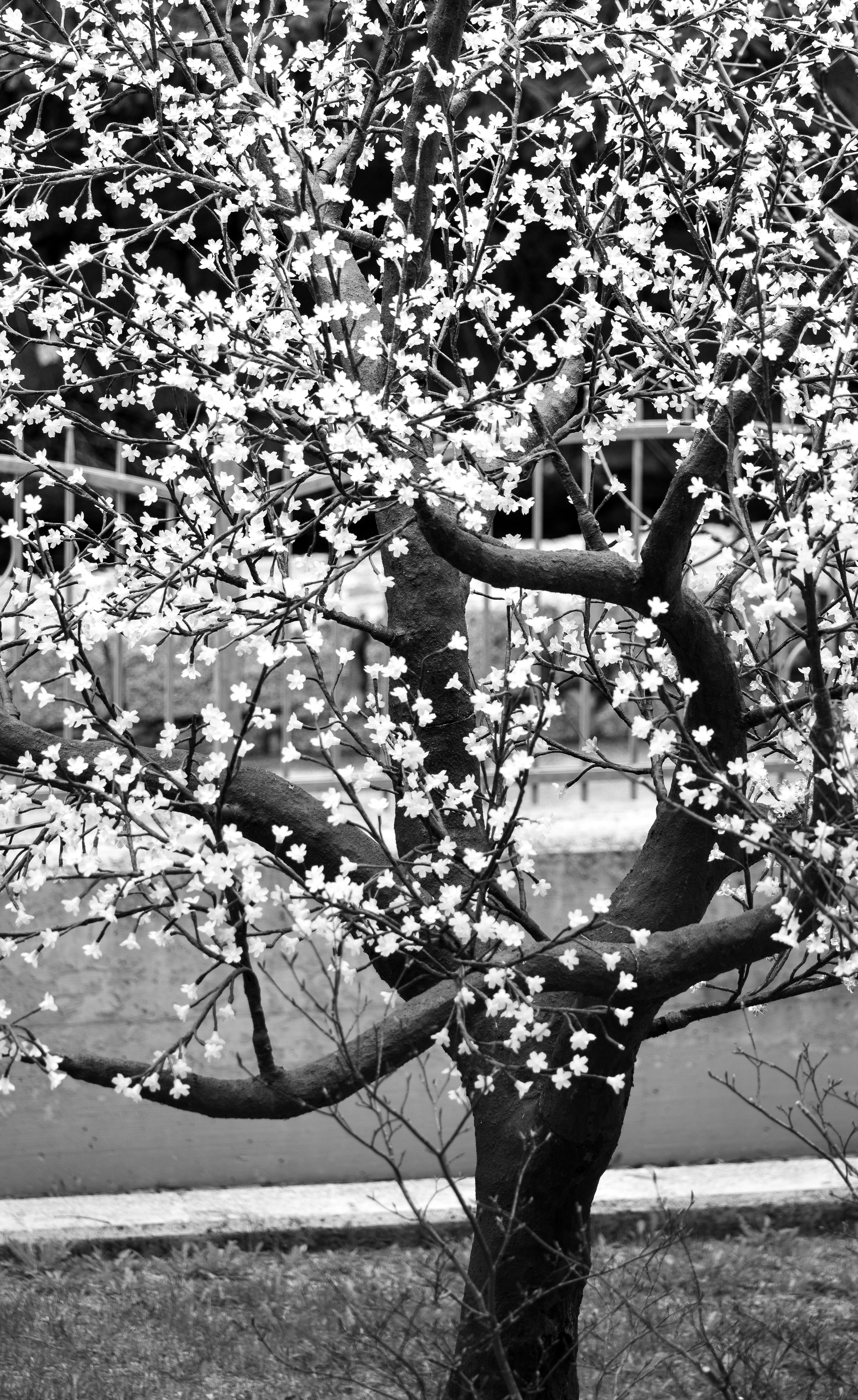 A black and white photo of a tree with white flowers photo