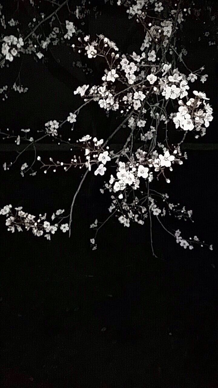 Black Walpaper. Black flowers wallpaper, Flowery wallpaper, Pretty wallpaper background