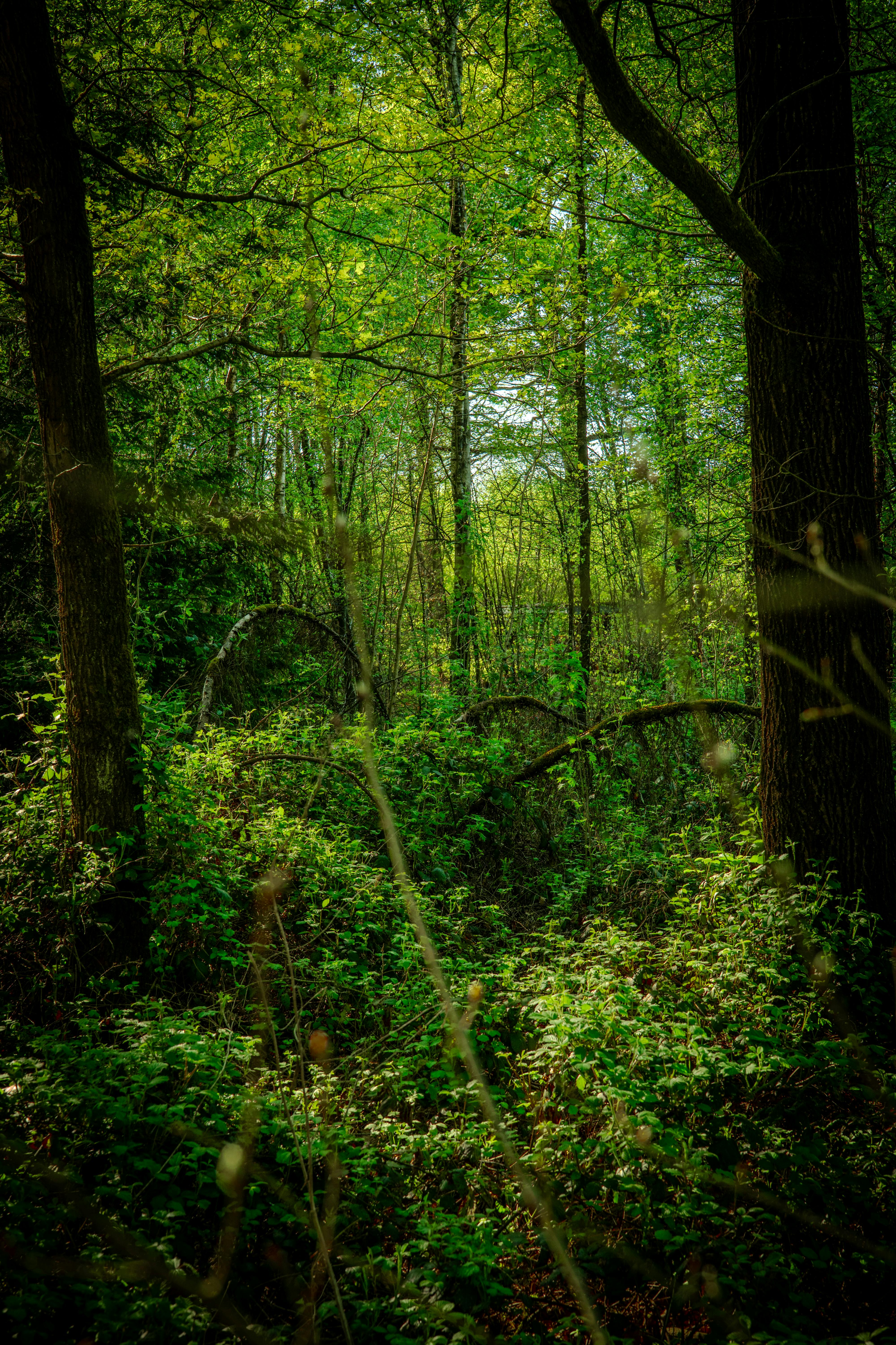 Lush Green Forest with Dense Foliage · Free