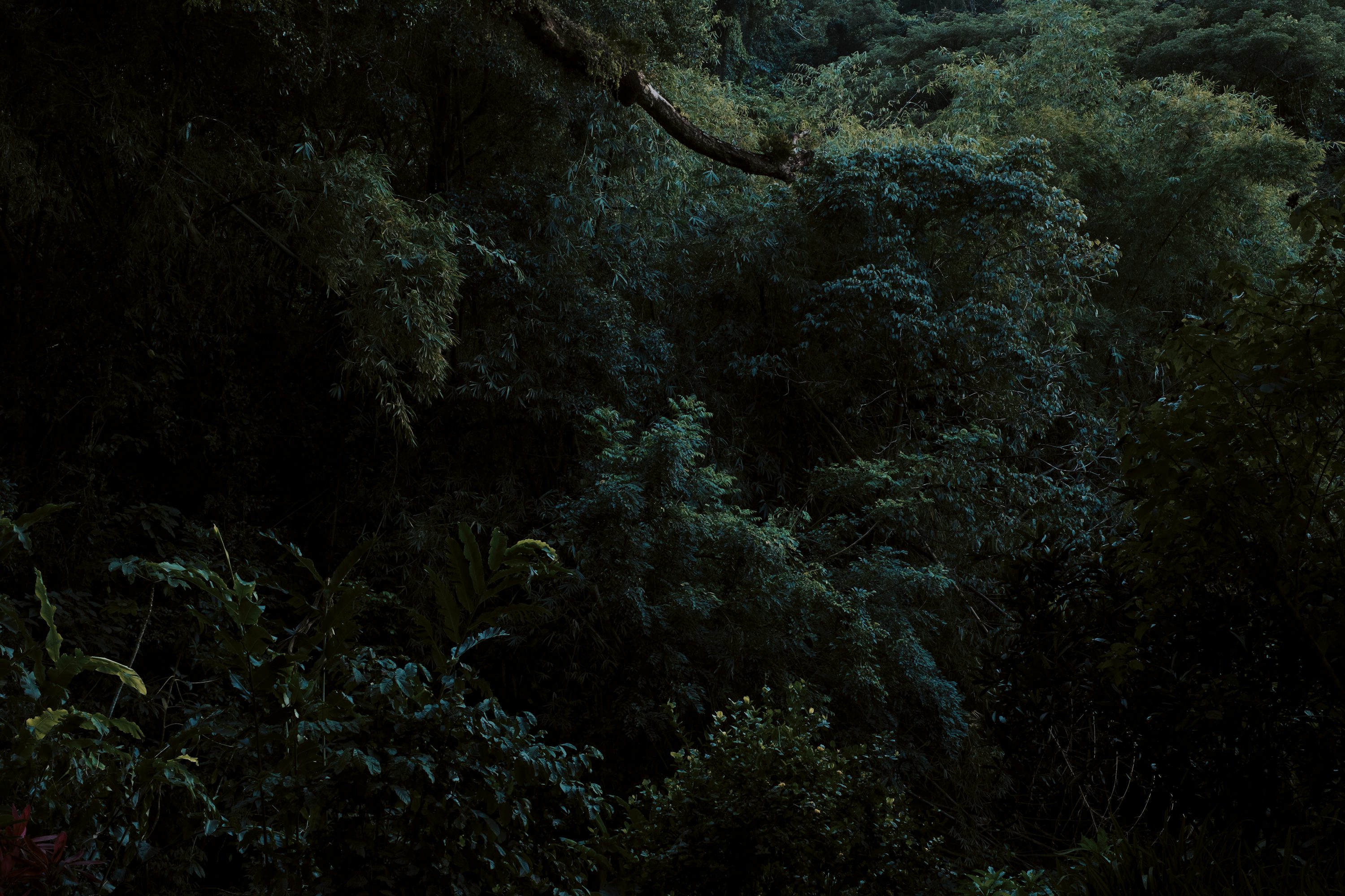 Lush Forest Picture. Download Free Image