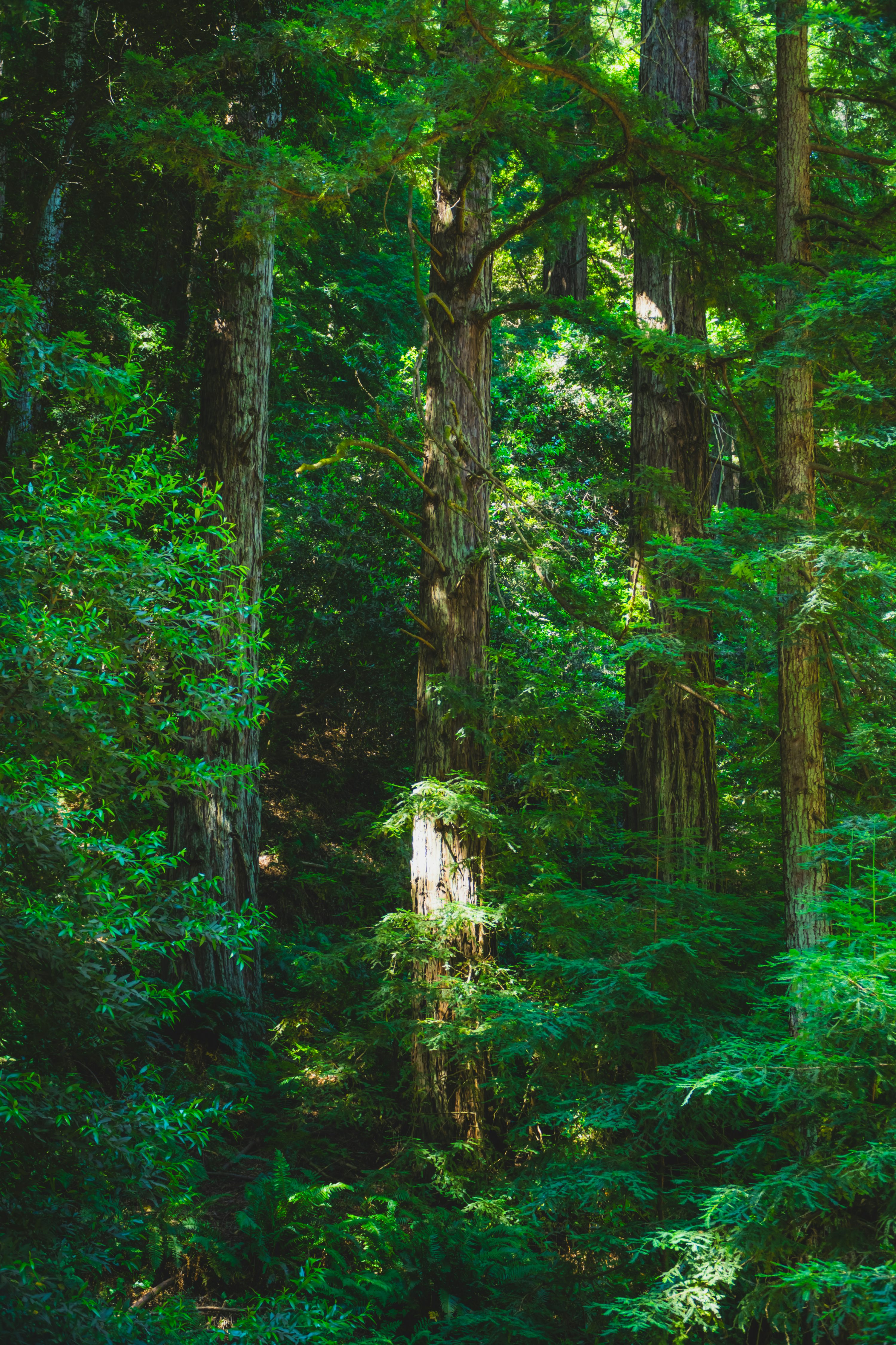 A lush green forest filled with lots of trees photo