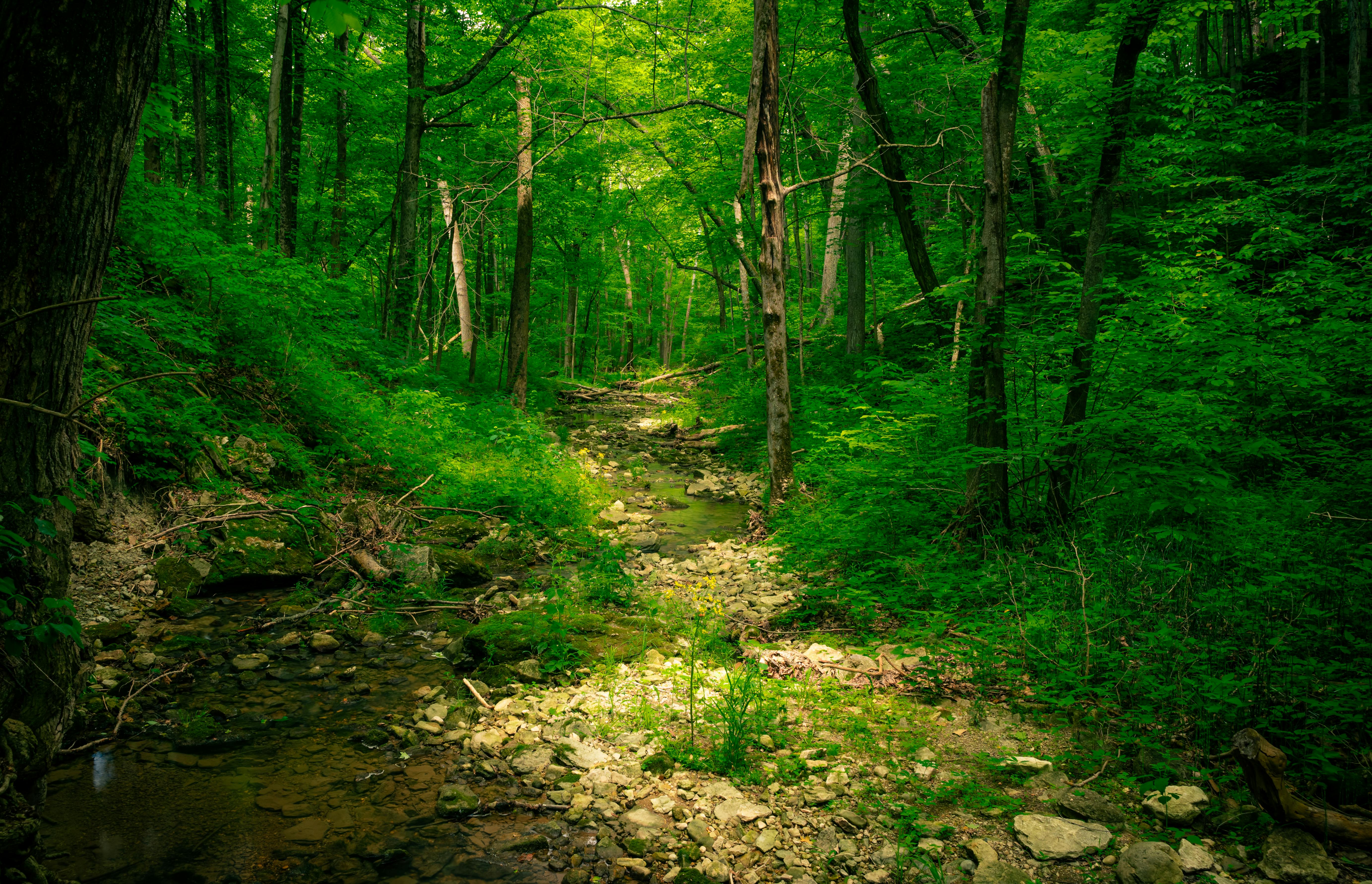 Creek Running through Lush Forest · Free