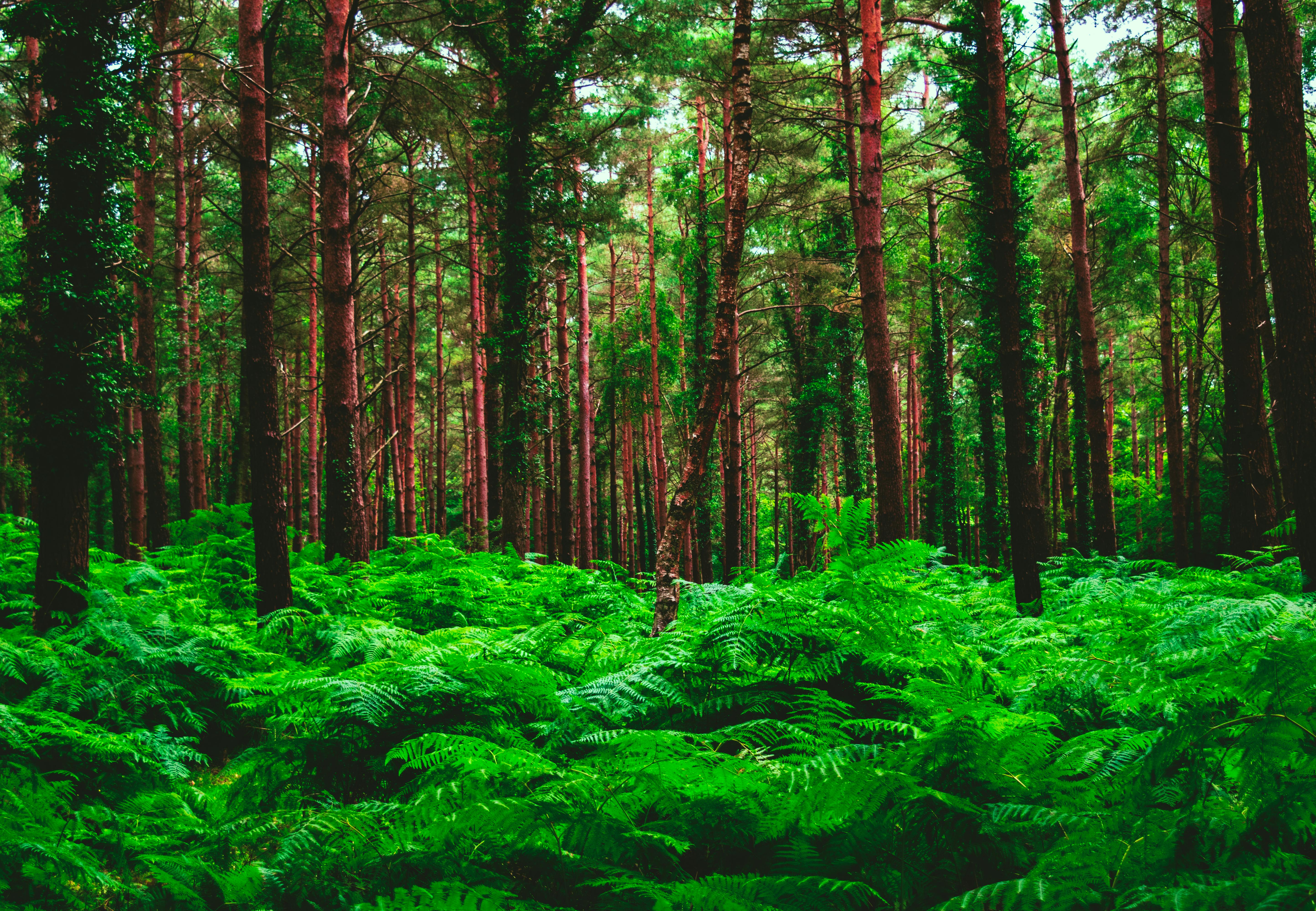 Lush of Green in the Forest · Free