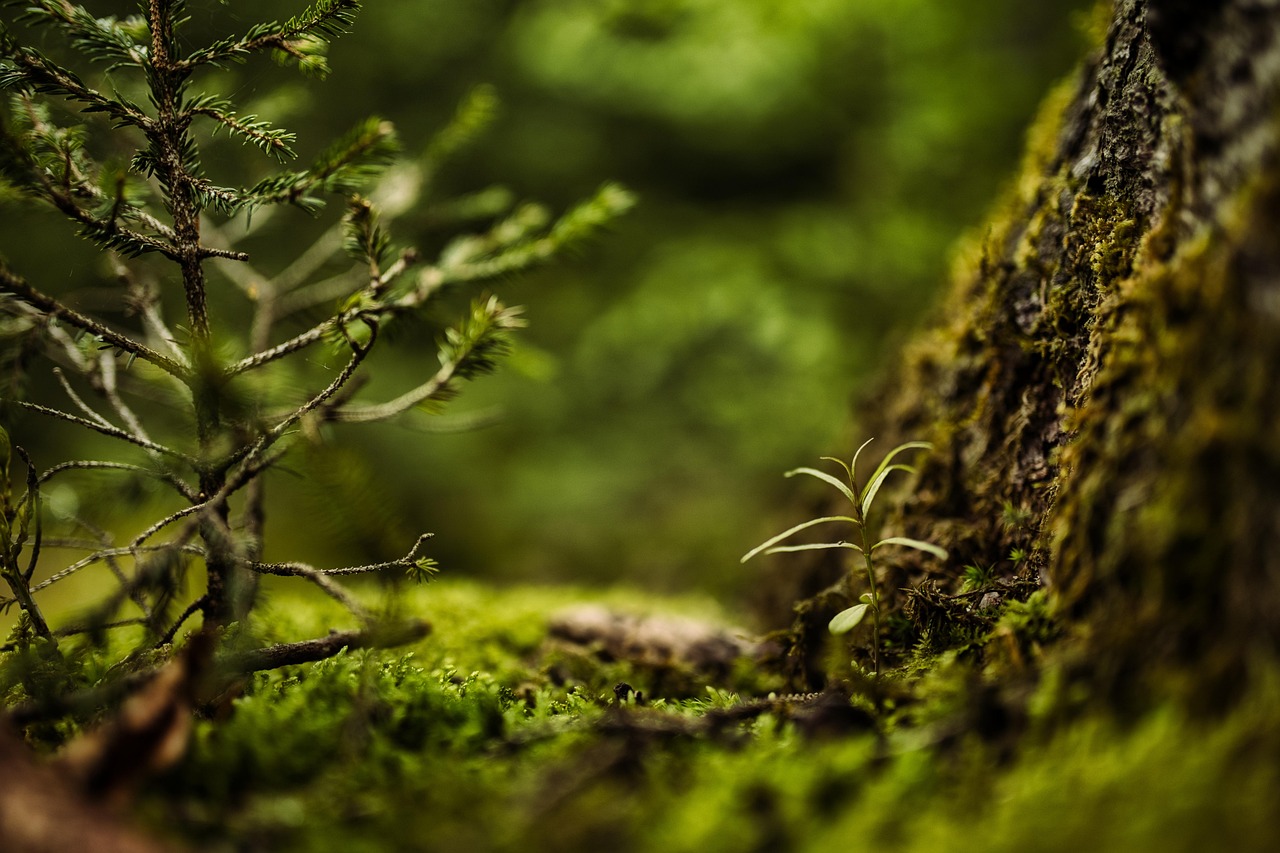 Free Lush Green Forest & Forest Image