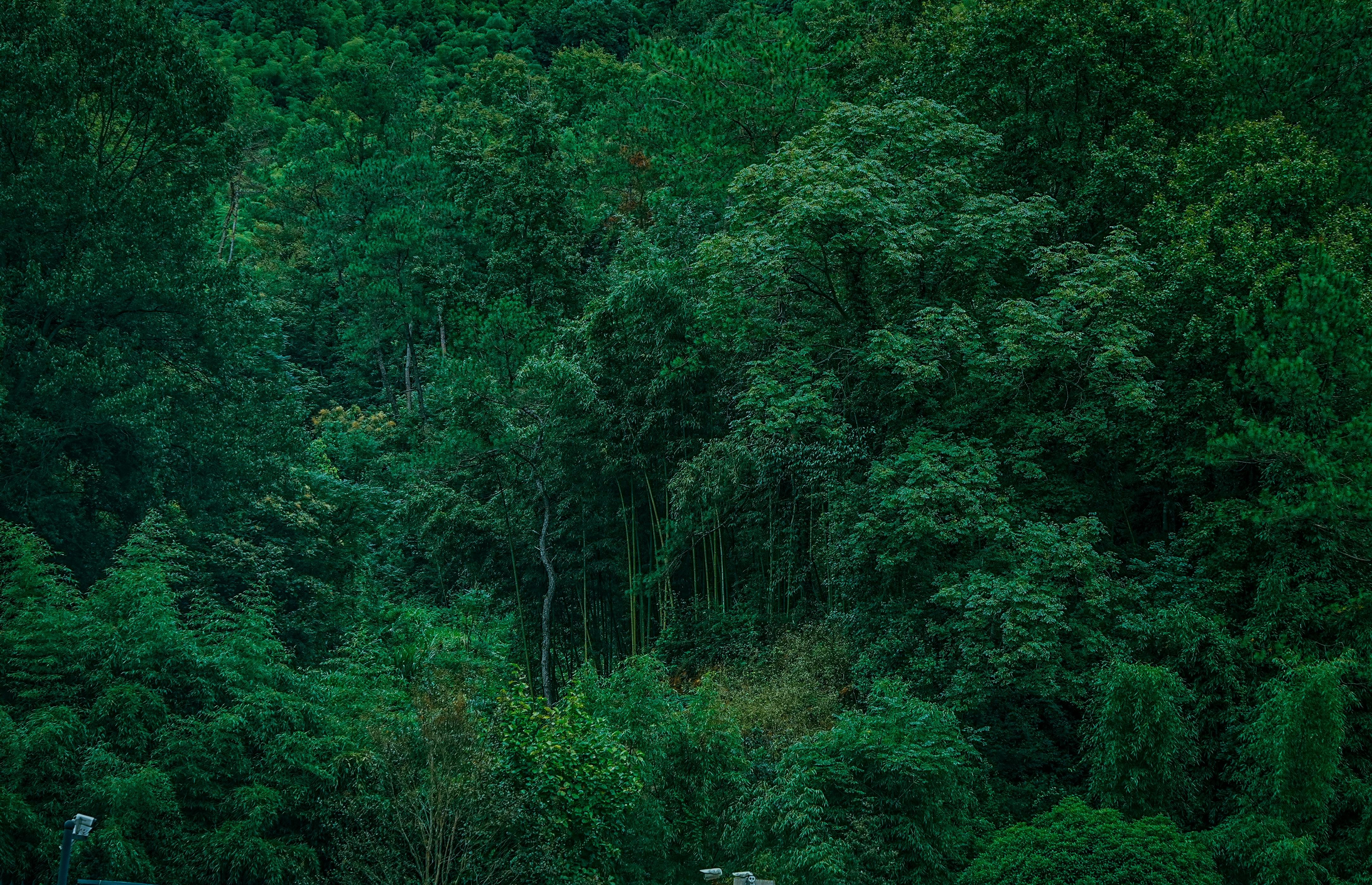 Lush Green Forest Canopy Scene · Free