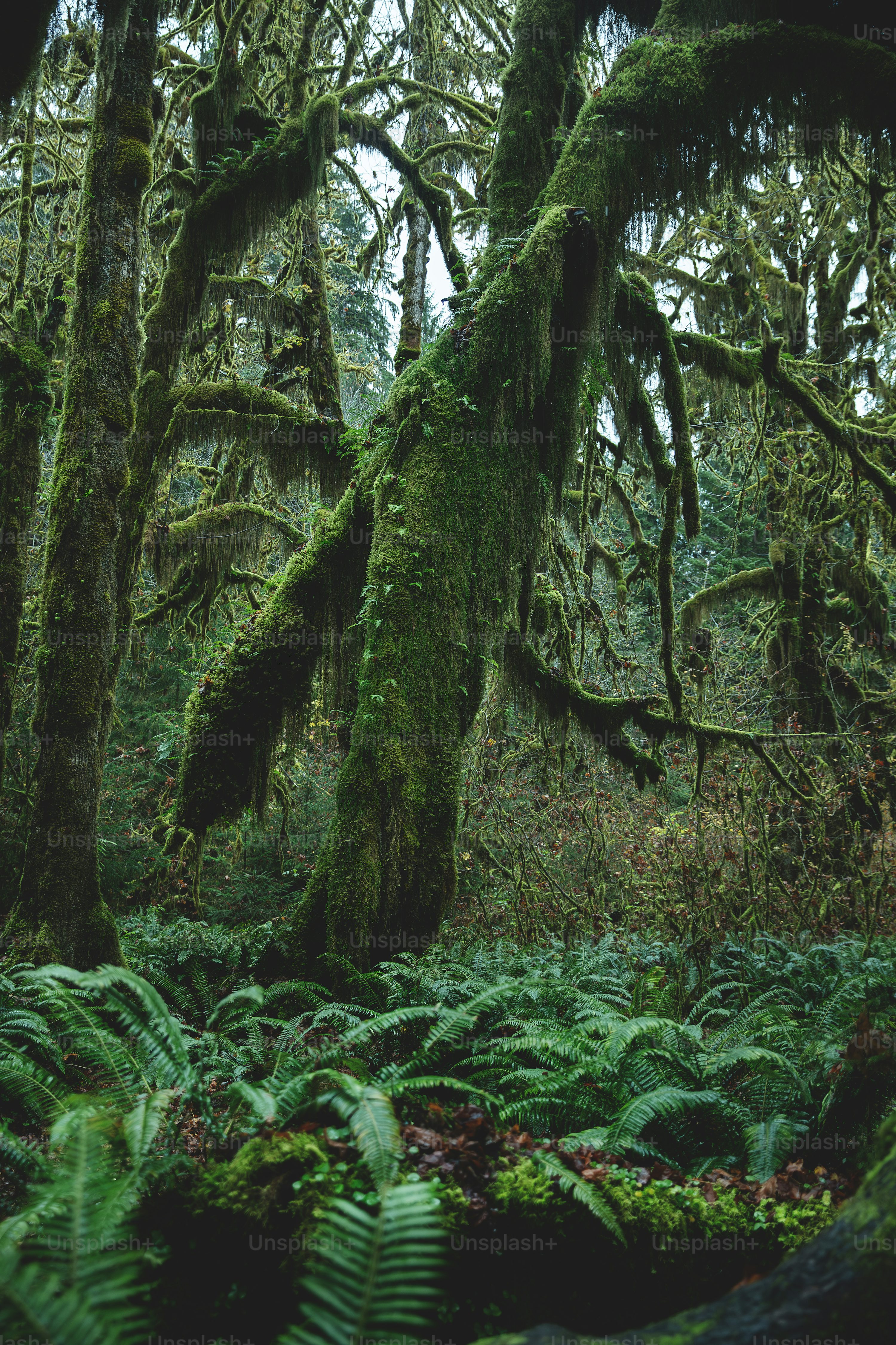 A lush green forest filled with lots of trees photo