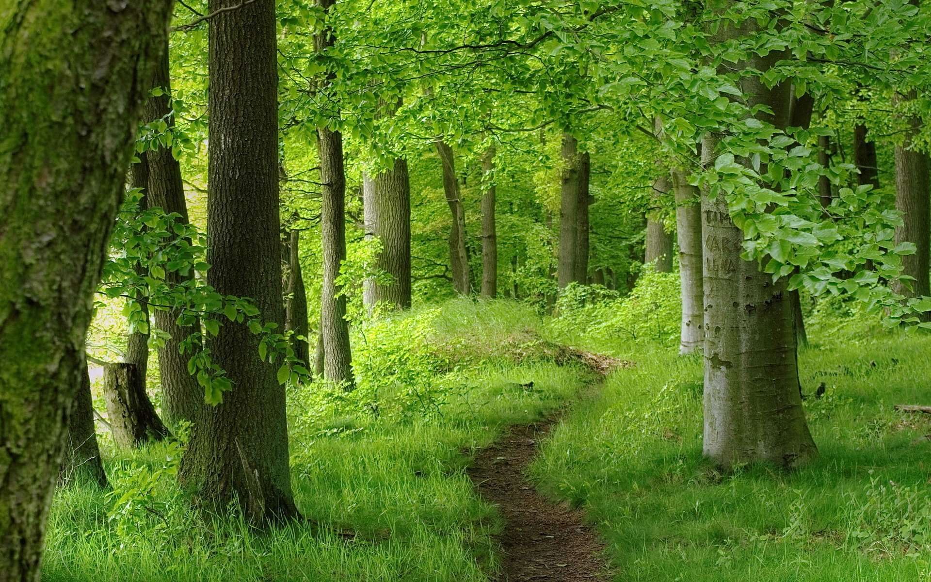 Serene Forest Path: HD Wallpaper of Lush Green Nature