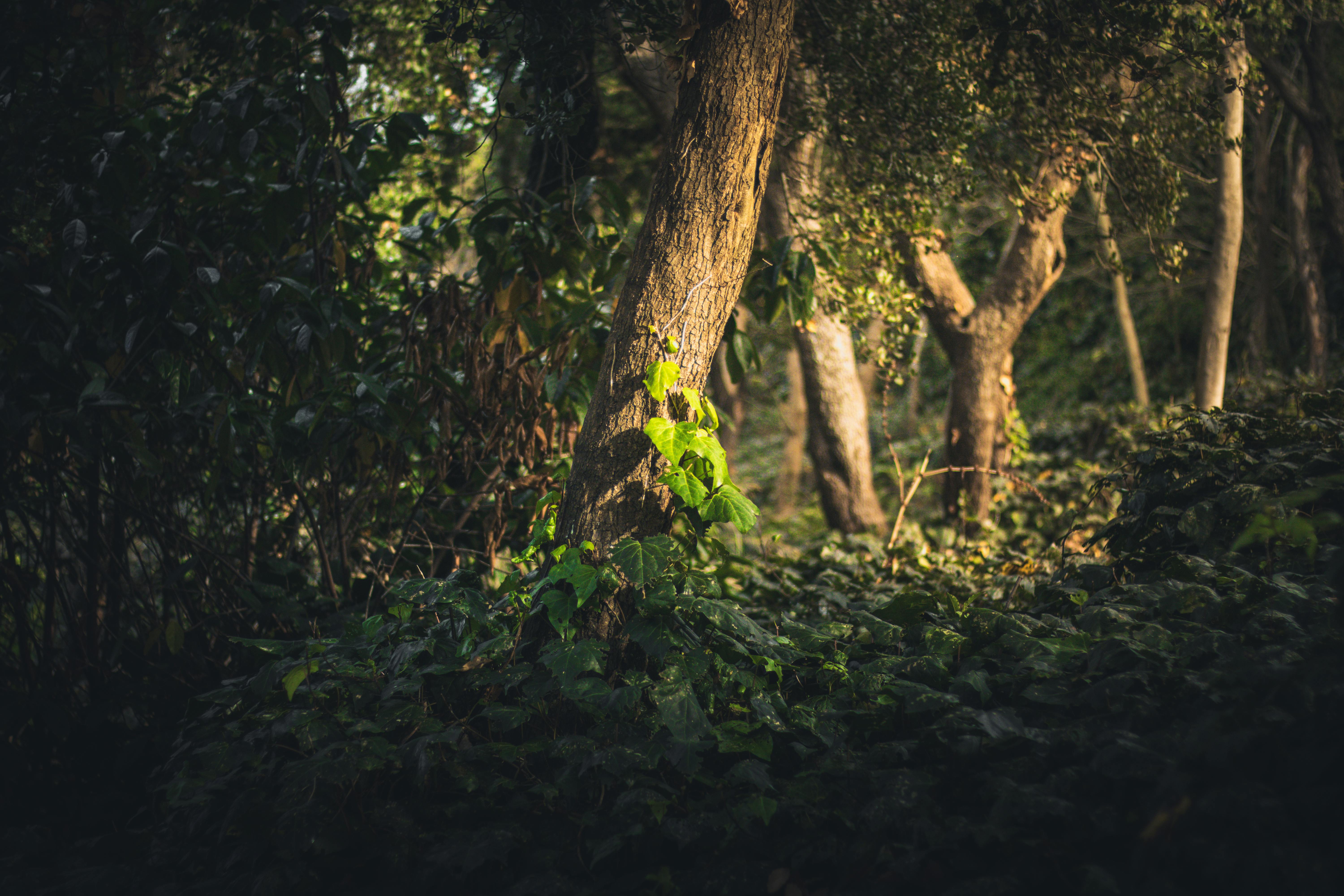 Green Leafed Tree · Free