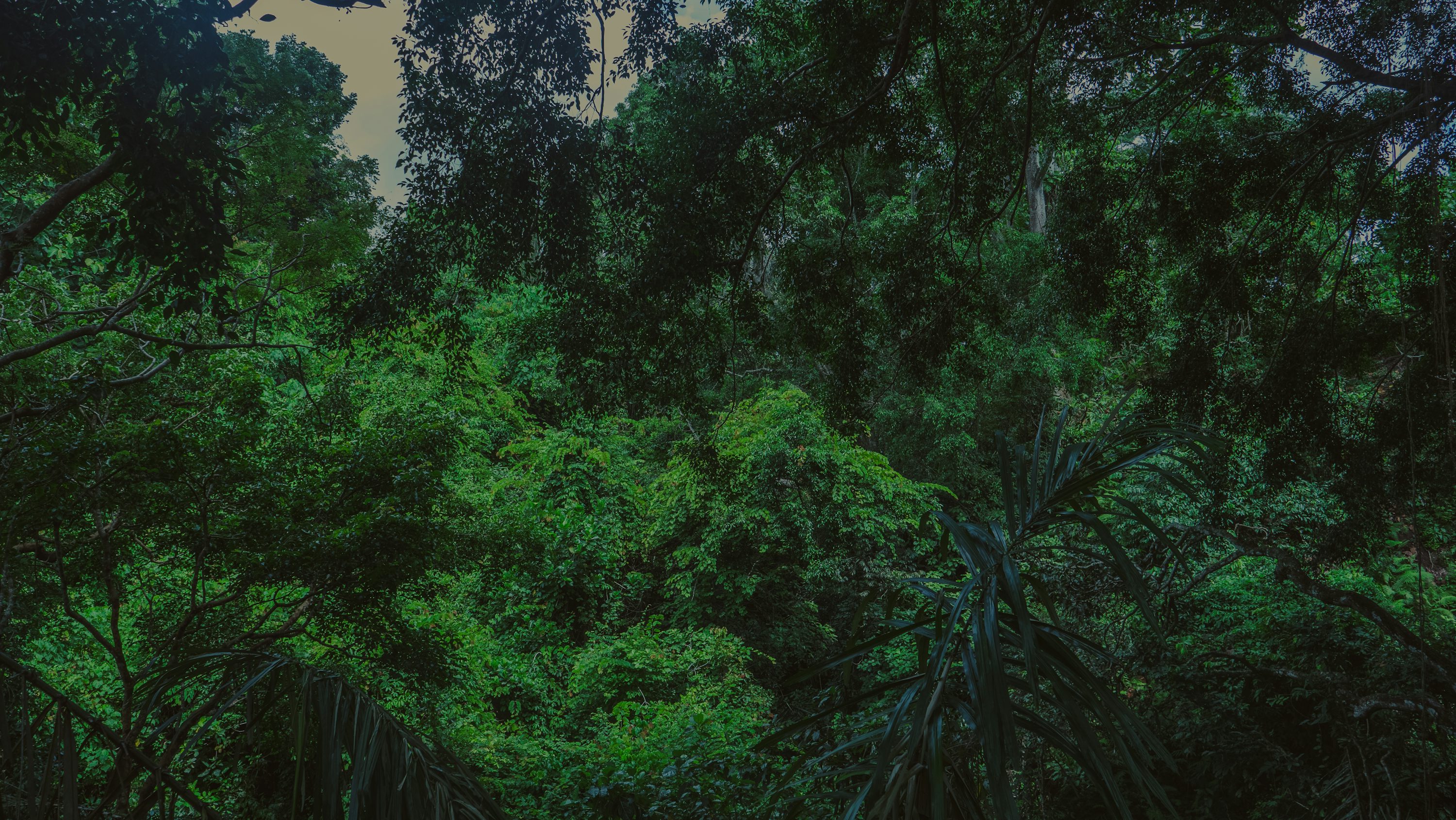 Dense green foliage of a lush forest. photo