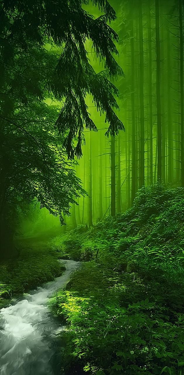 Green Forest wallpaper
