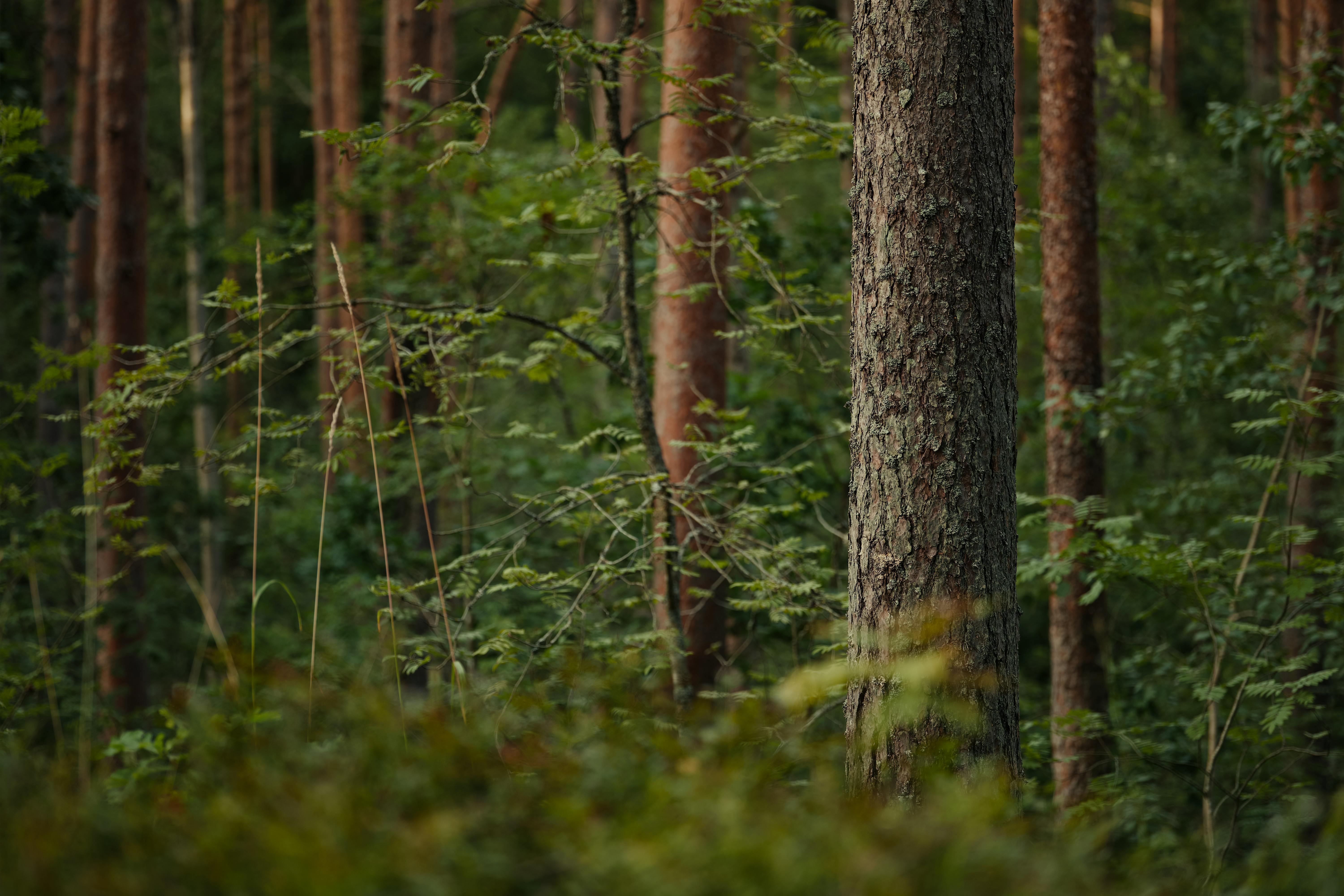 Lush Forest Photo, Download The BEST Free Lush Forest & HD Image