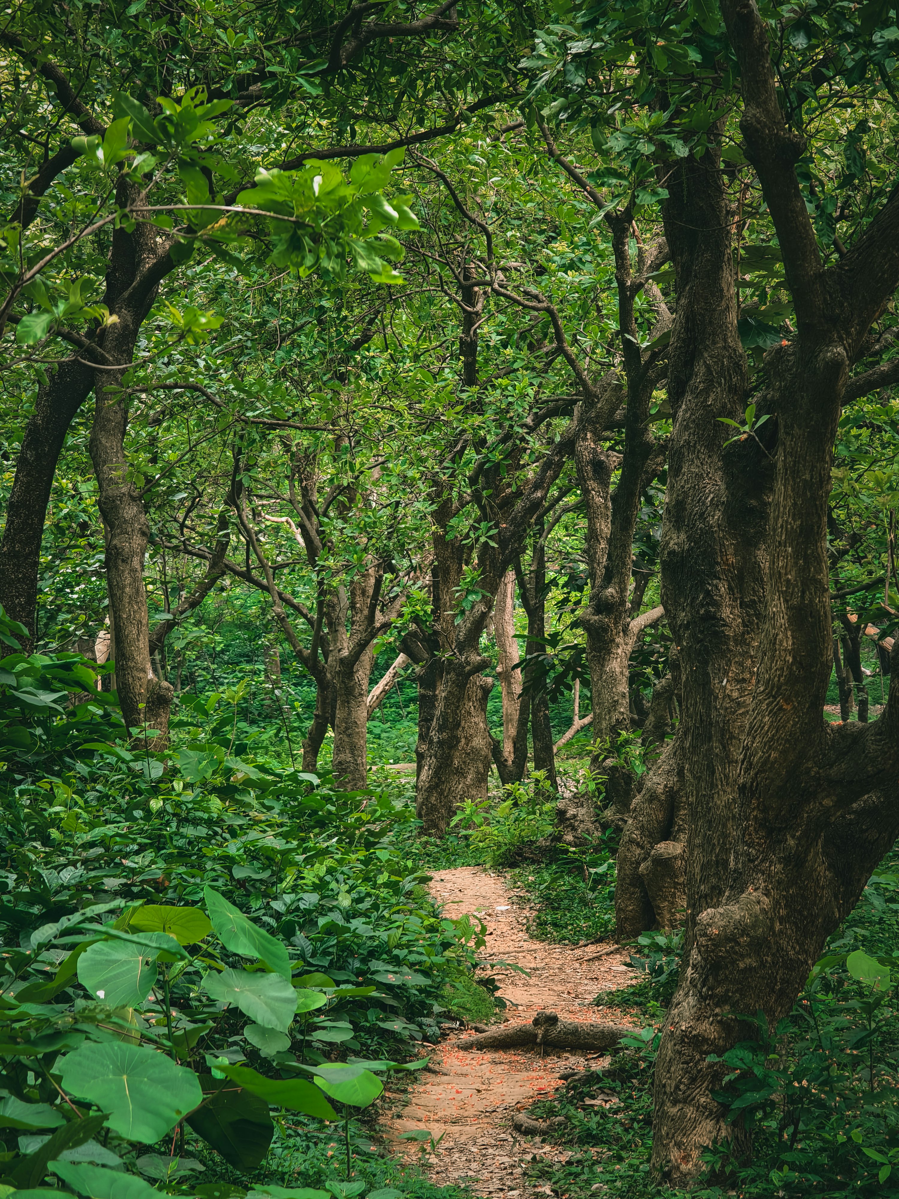 A dirt path in the middle of a lush green forest photo