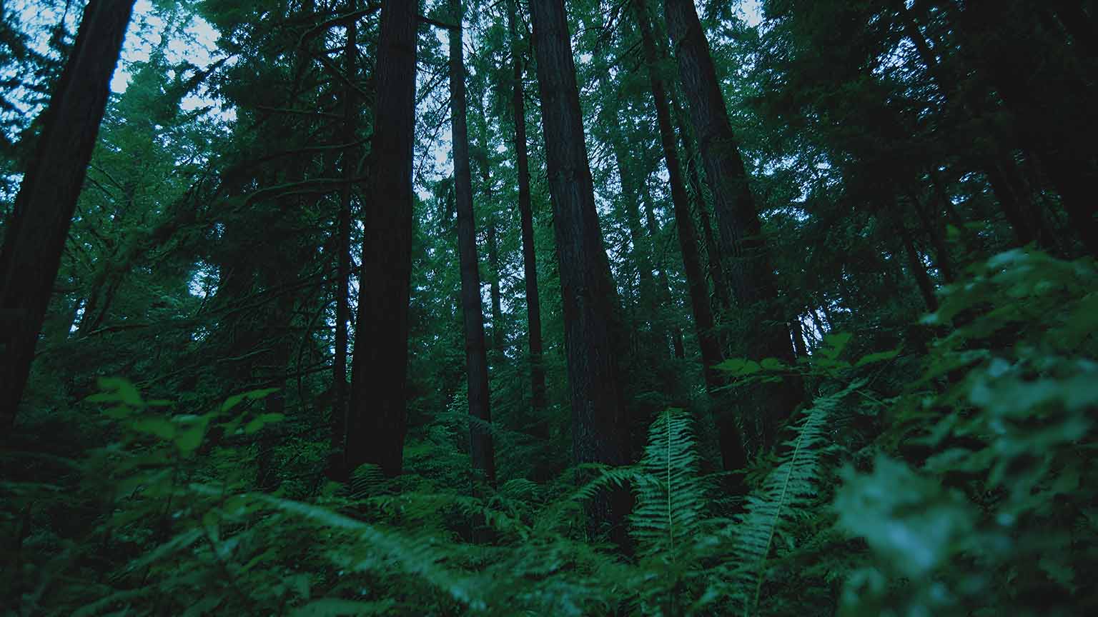 Dark Forest Lush Green Undergrowth Tall Trees Desktop Wallpaper