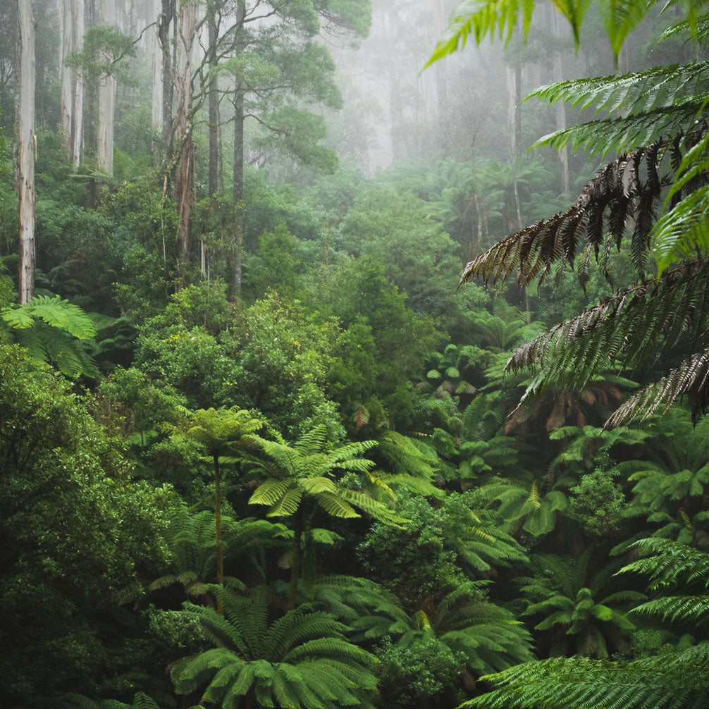 Rainforest Green Leaves Wallpaper Mural