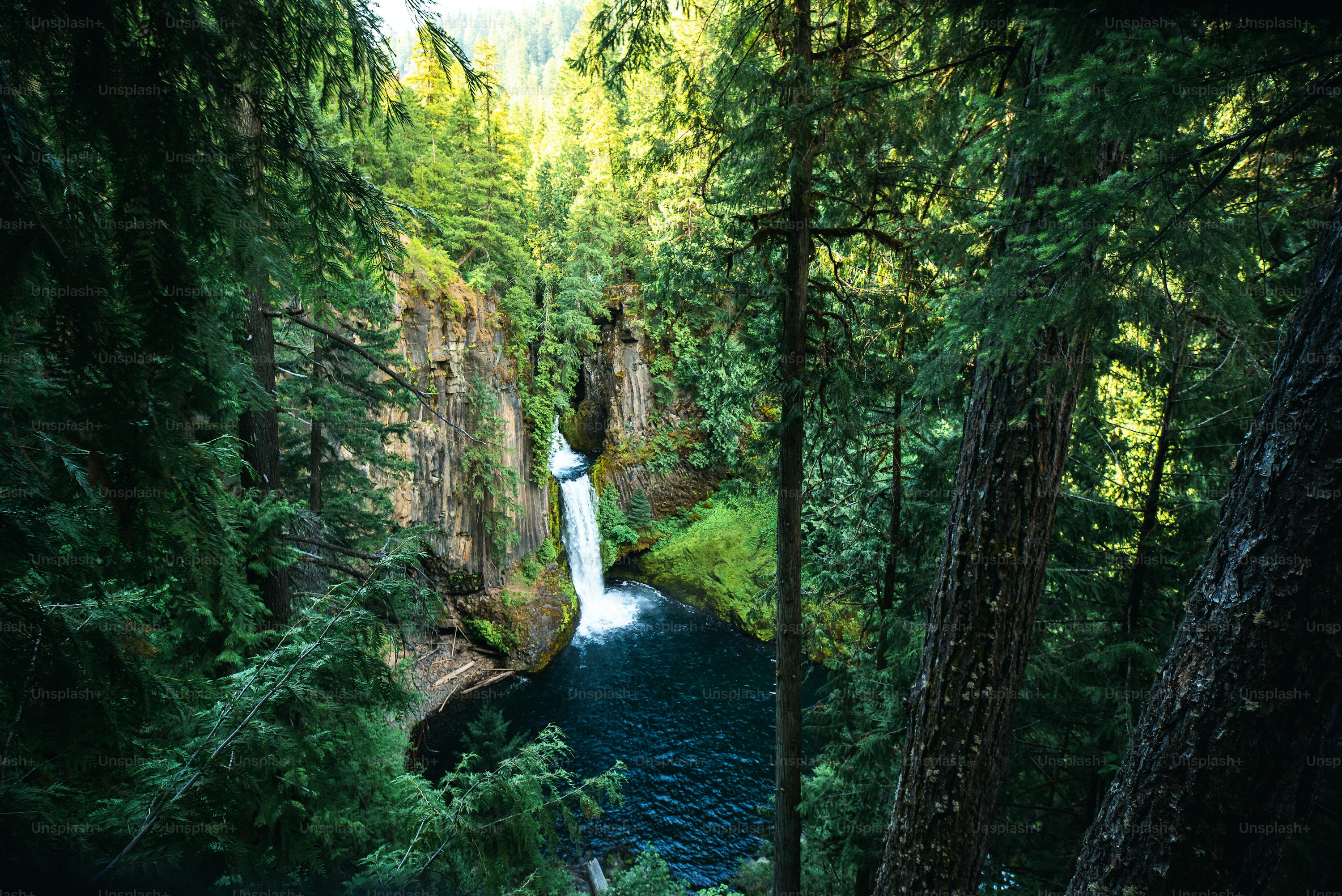 Green Forest Picture. Download Free Image