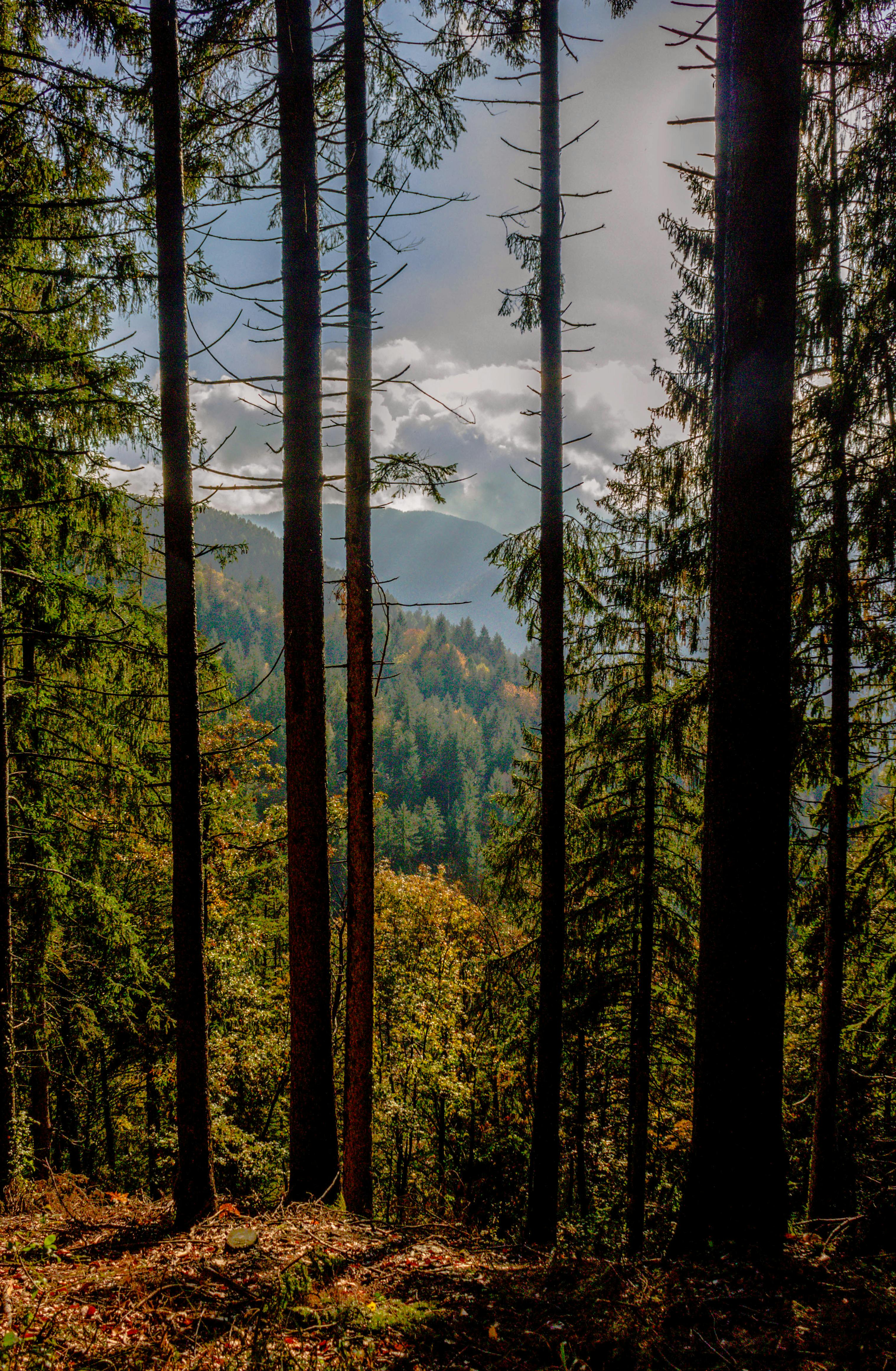 Lush Forest View with Mountains in Distance · Free