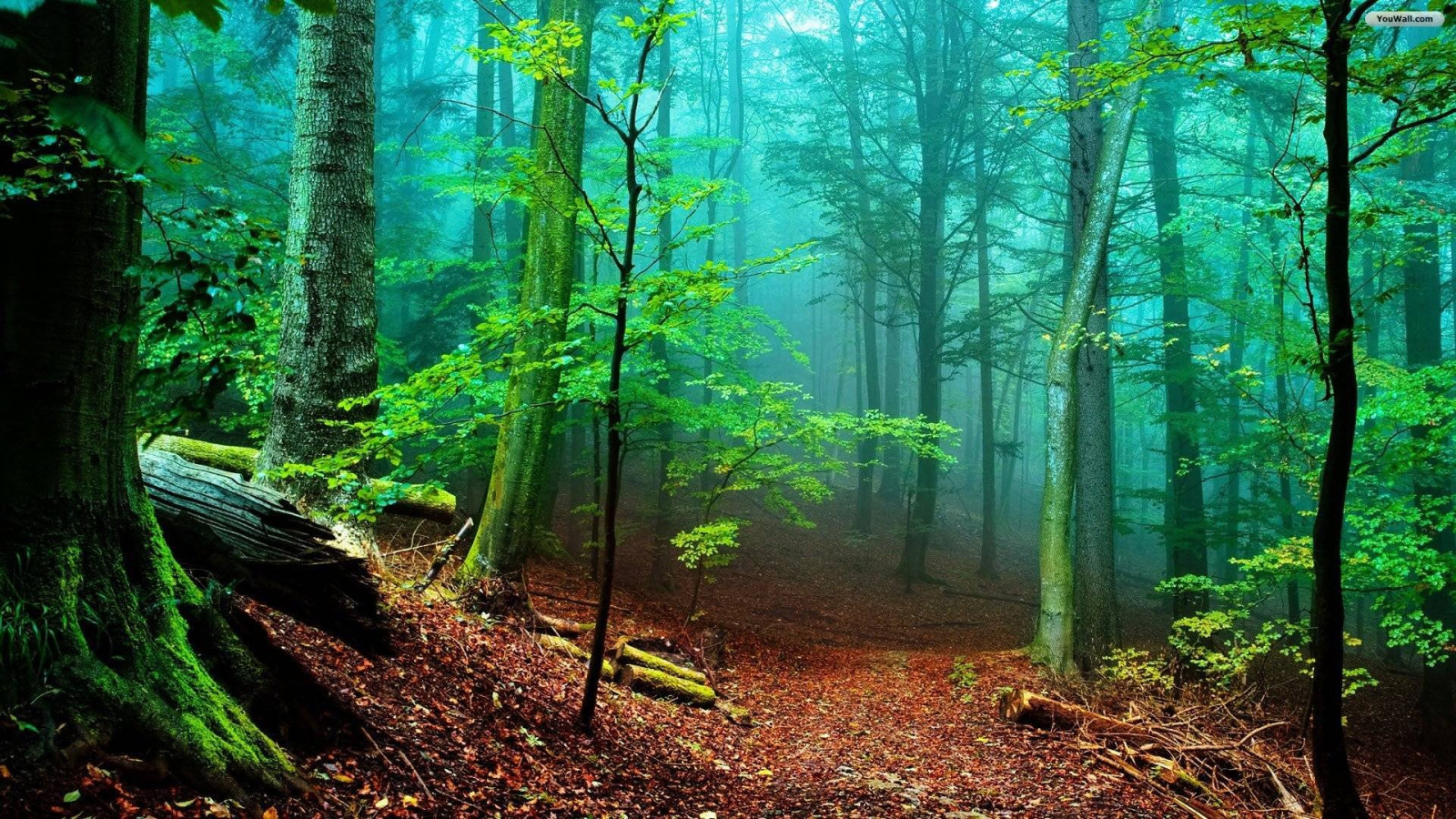 Forest Wallpaper 1920x1080 67295