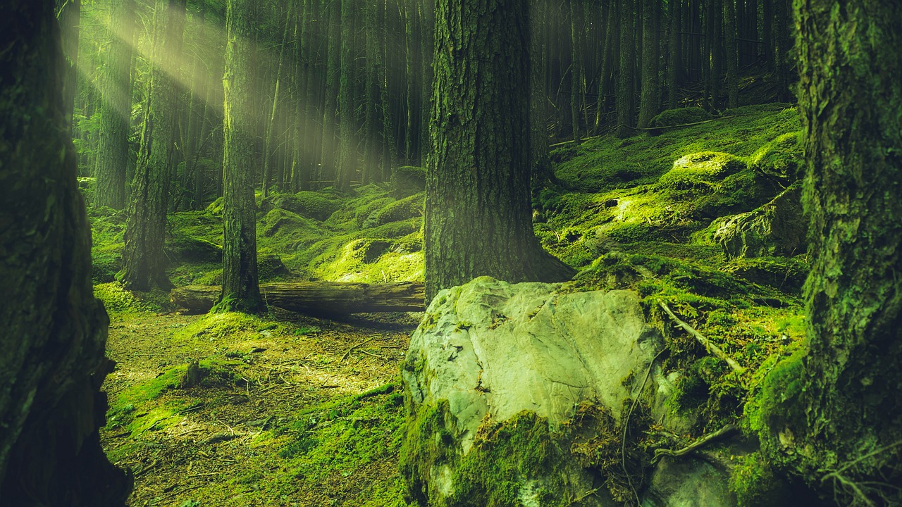 Forest Green Lush