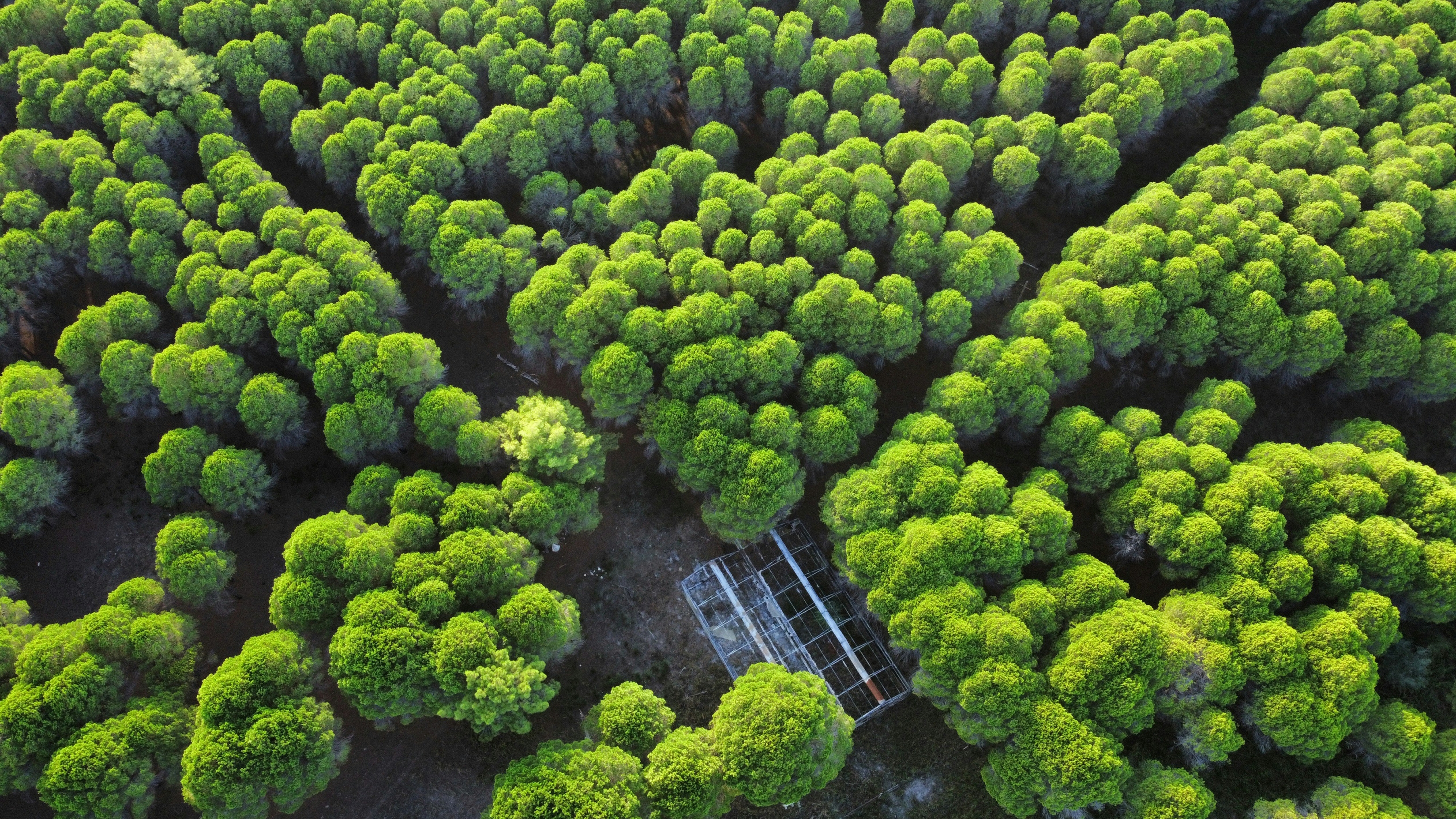 Forest Of Trees From Above Lush Green