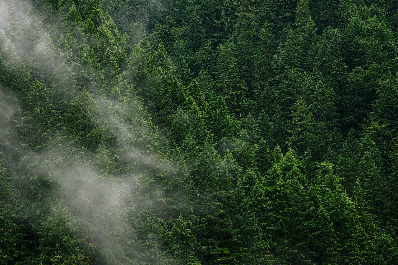 Lush green pine forest