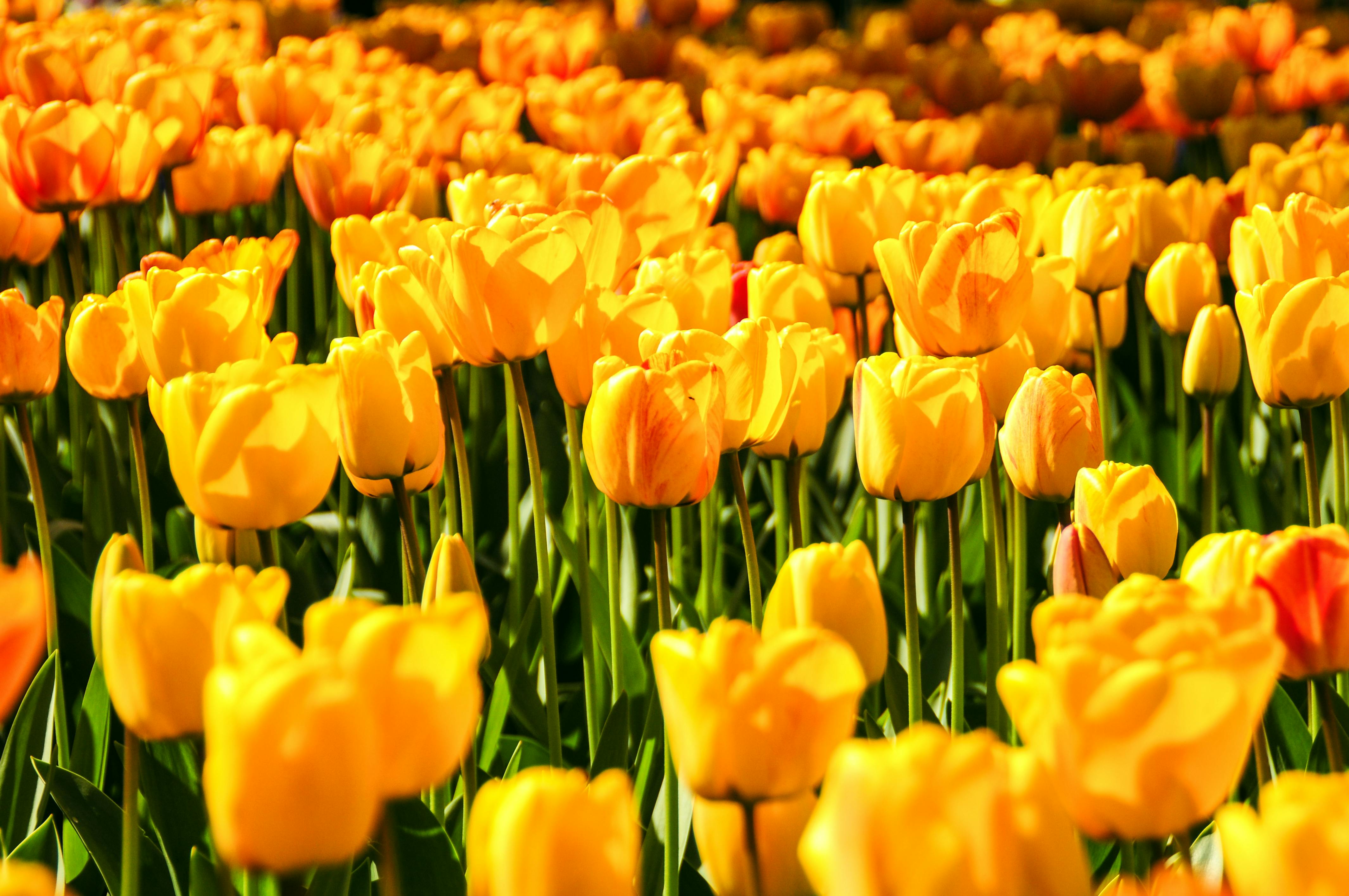 Yellow Wallpaper Photo, Download The BEST Free Yellow Wallpaper & HD Image
