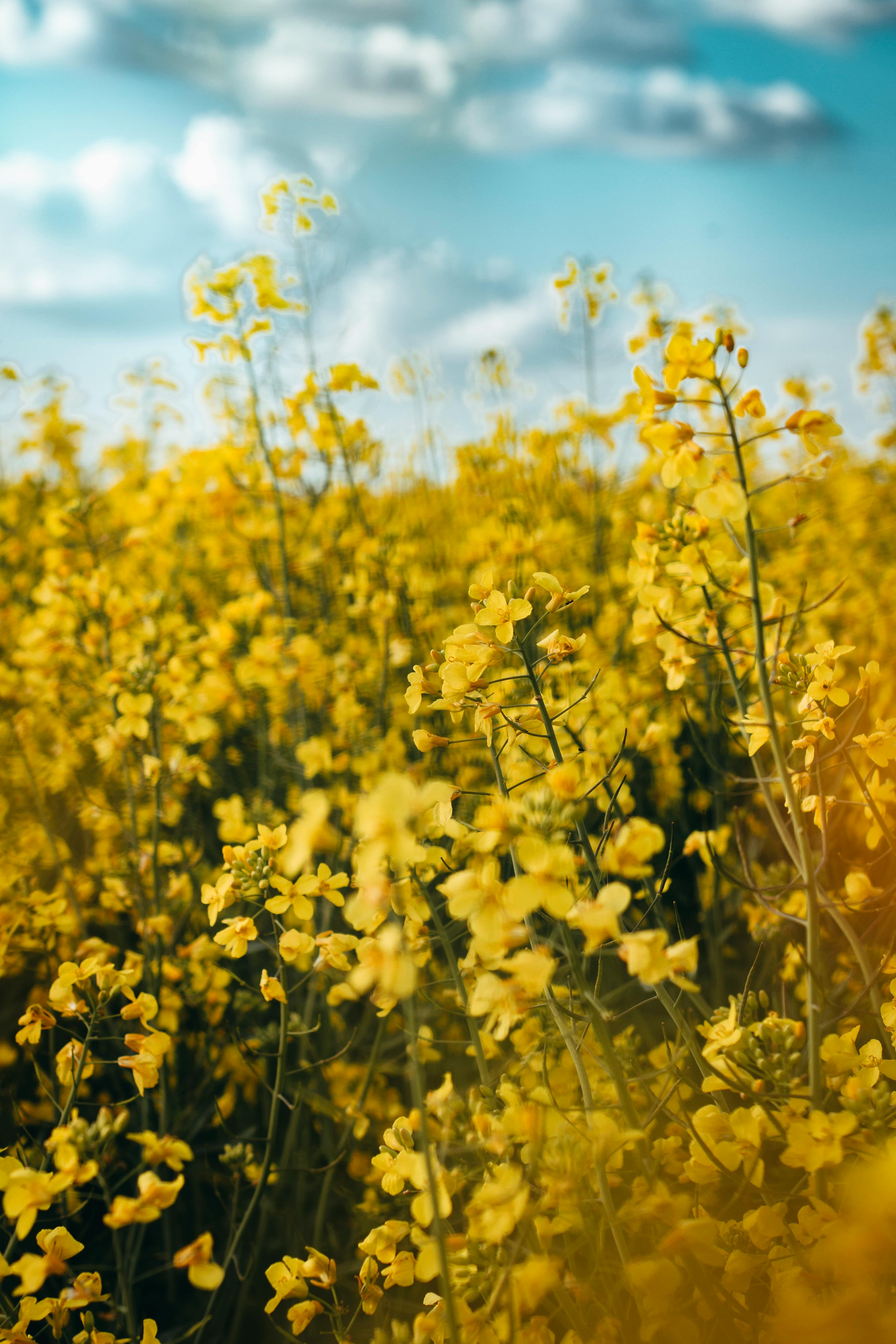 Yellow Flowers Photo, Download The BEST Free Yellow Flowers & HD Image