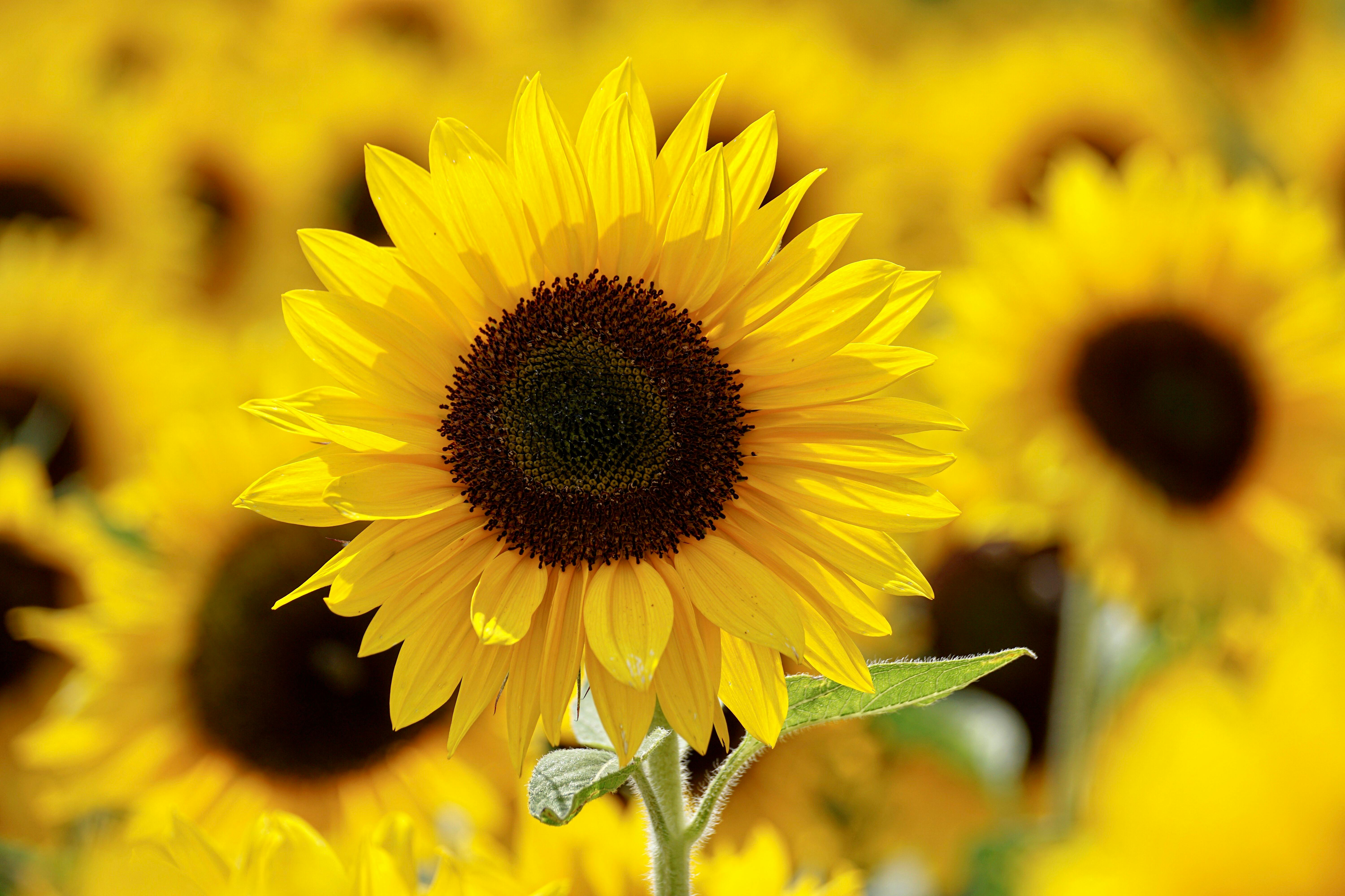 Yellow Wallpaper Photo, Download The BEST Free Yellow Wallpaper & HD Image