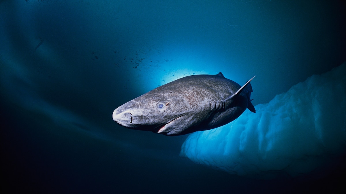 Greenland shark, facts and photo