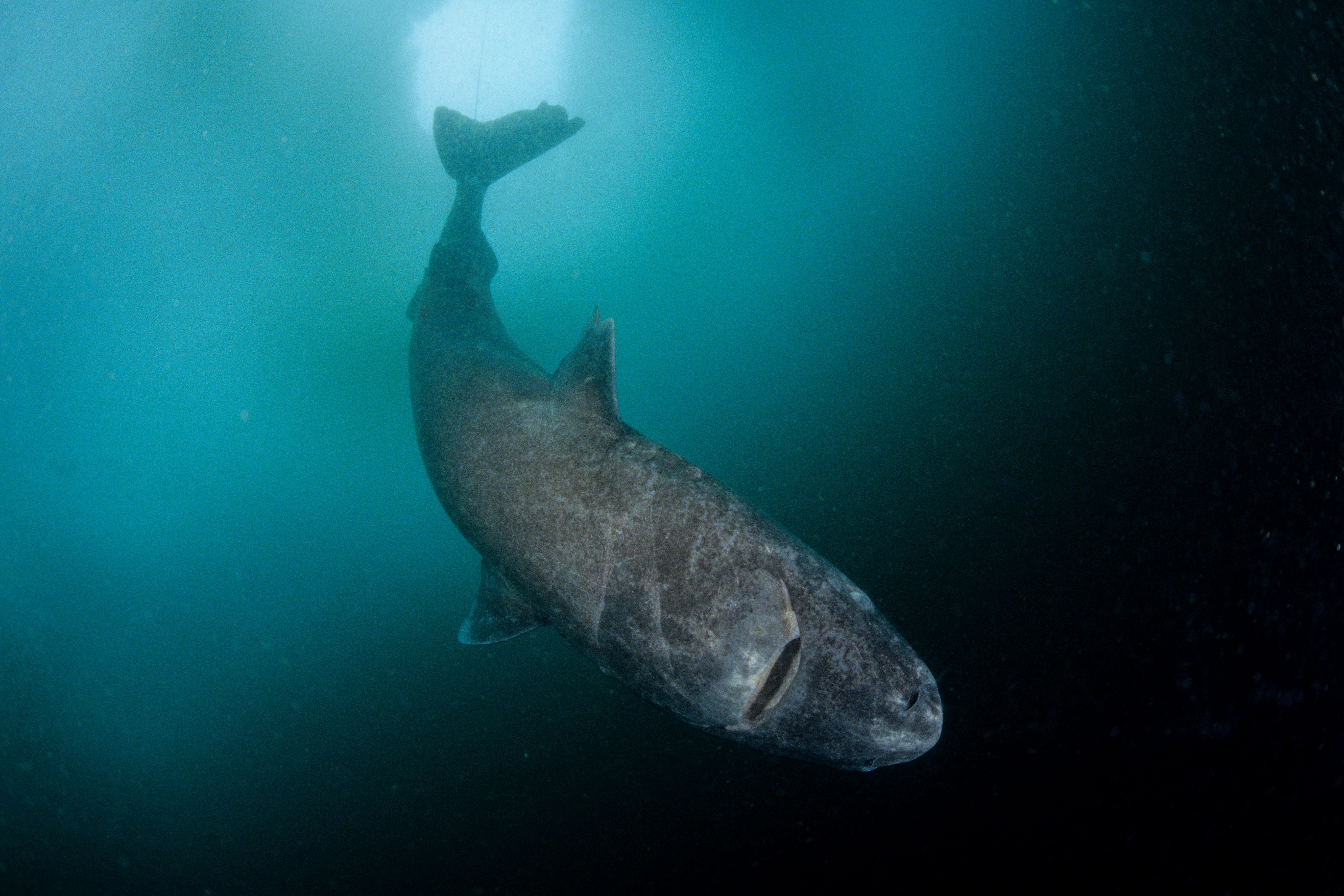 The Strange And Gruesome Story Of The Greenland Shark, The Longest Living Vertebrate On Earth. The New Yorker