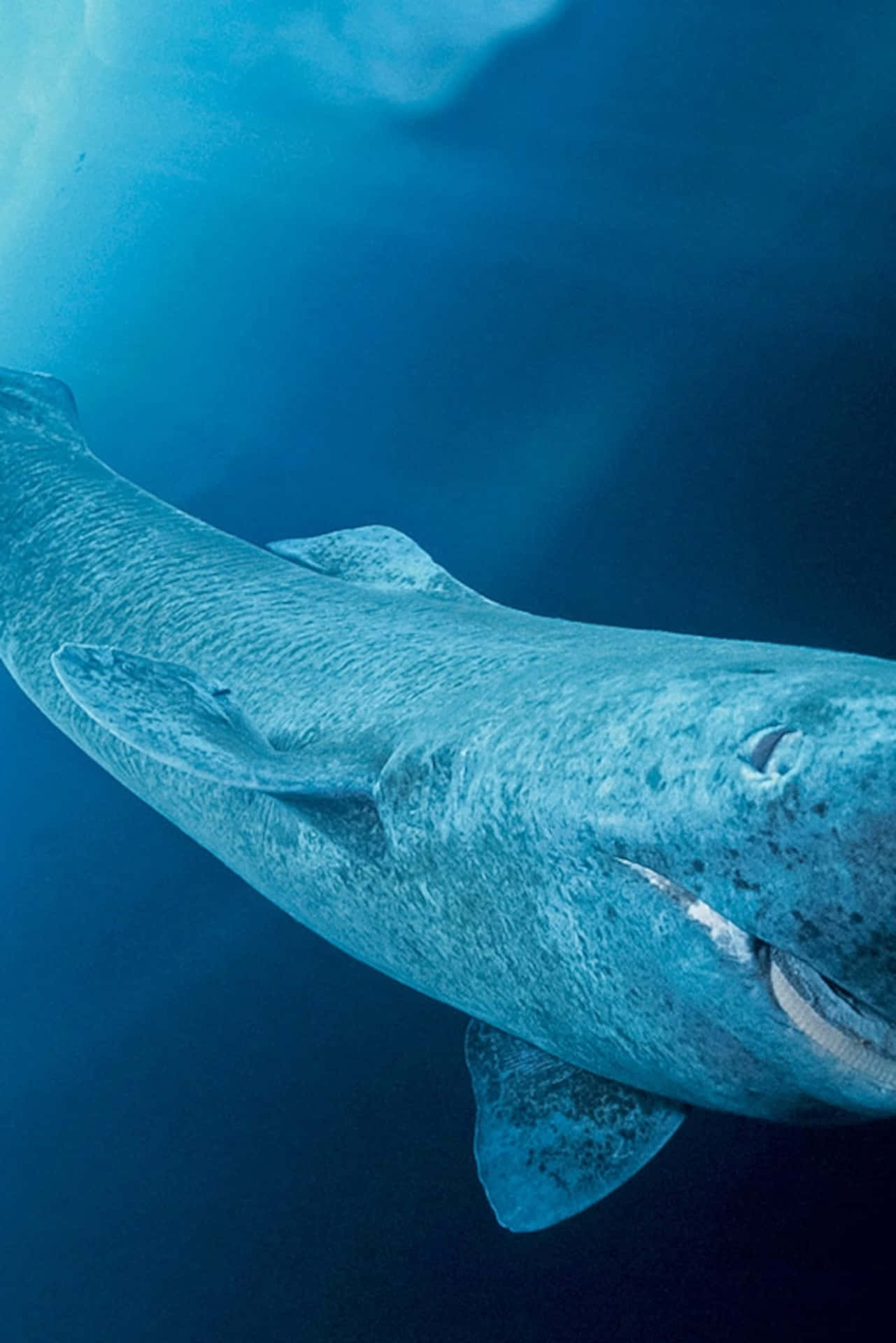 Greenland Shark Wallpaper