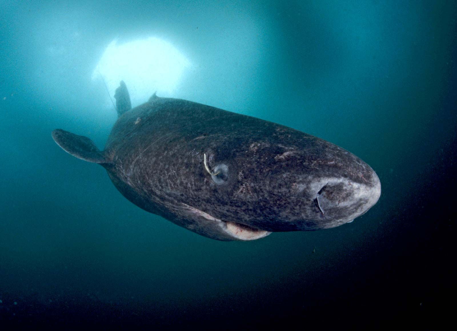 Greenland shark. Size, Age, & Facts