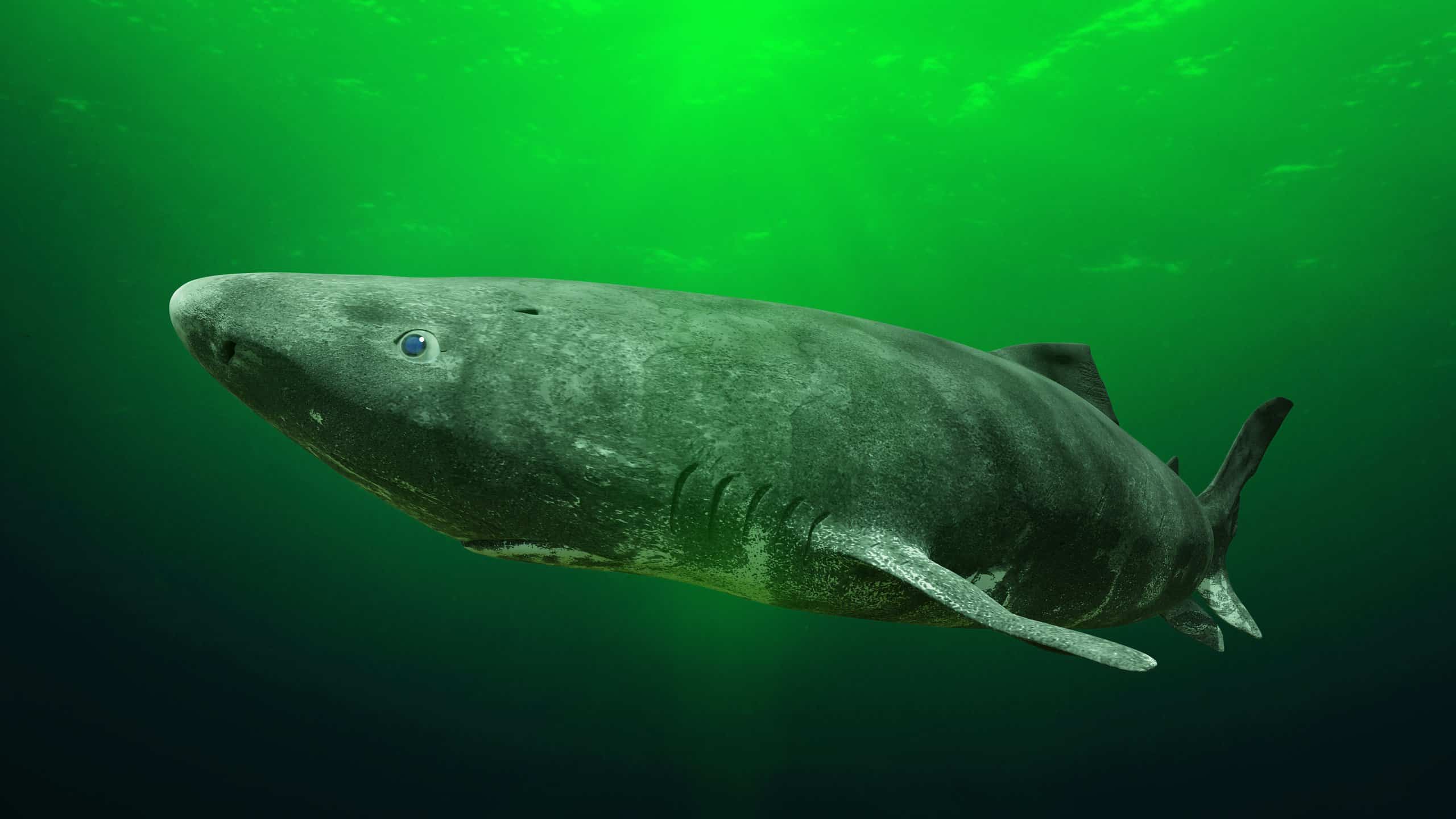 Greenland Shark Picture