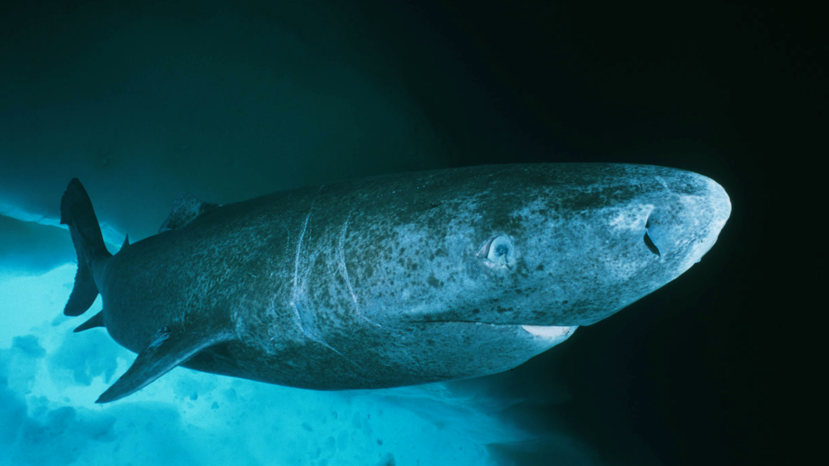 Greenland sharks may hold key to humans living for centuries Brighter Side of News