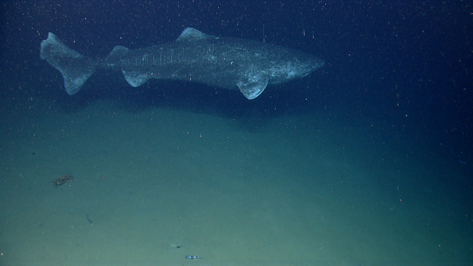 Facts about the Greenland Shark