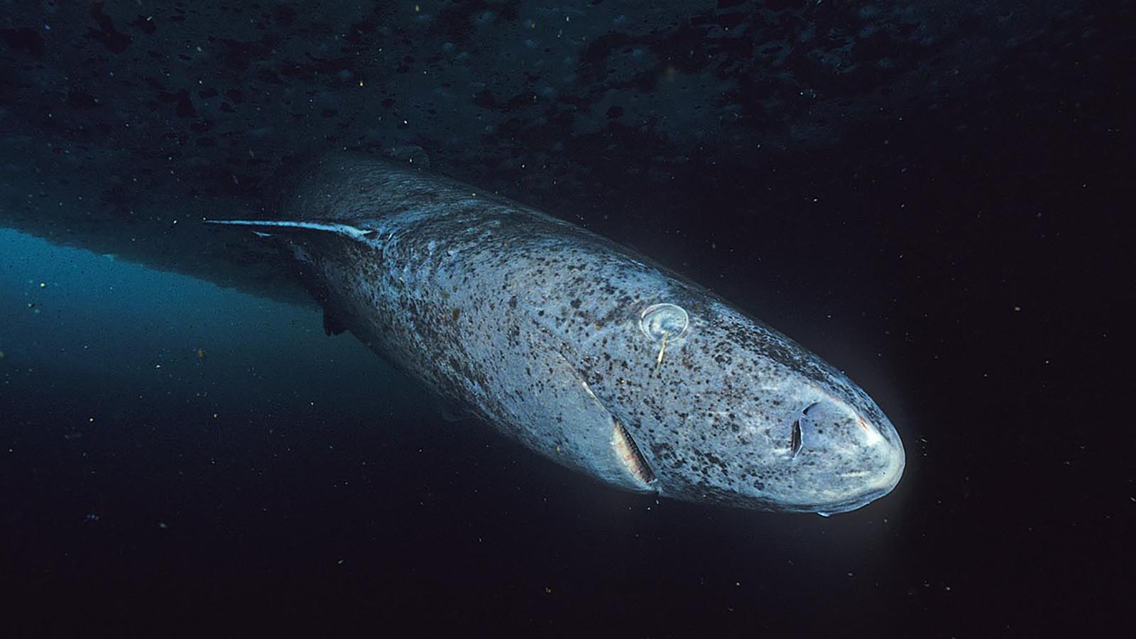 A Greenland Shark Living Today Could Have Been Alive in 1620