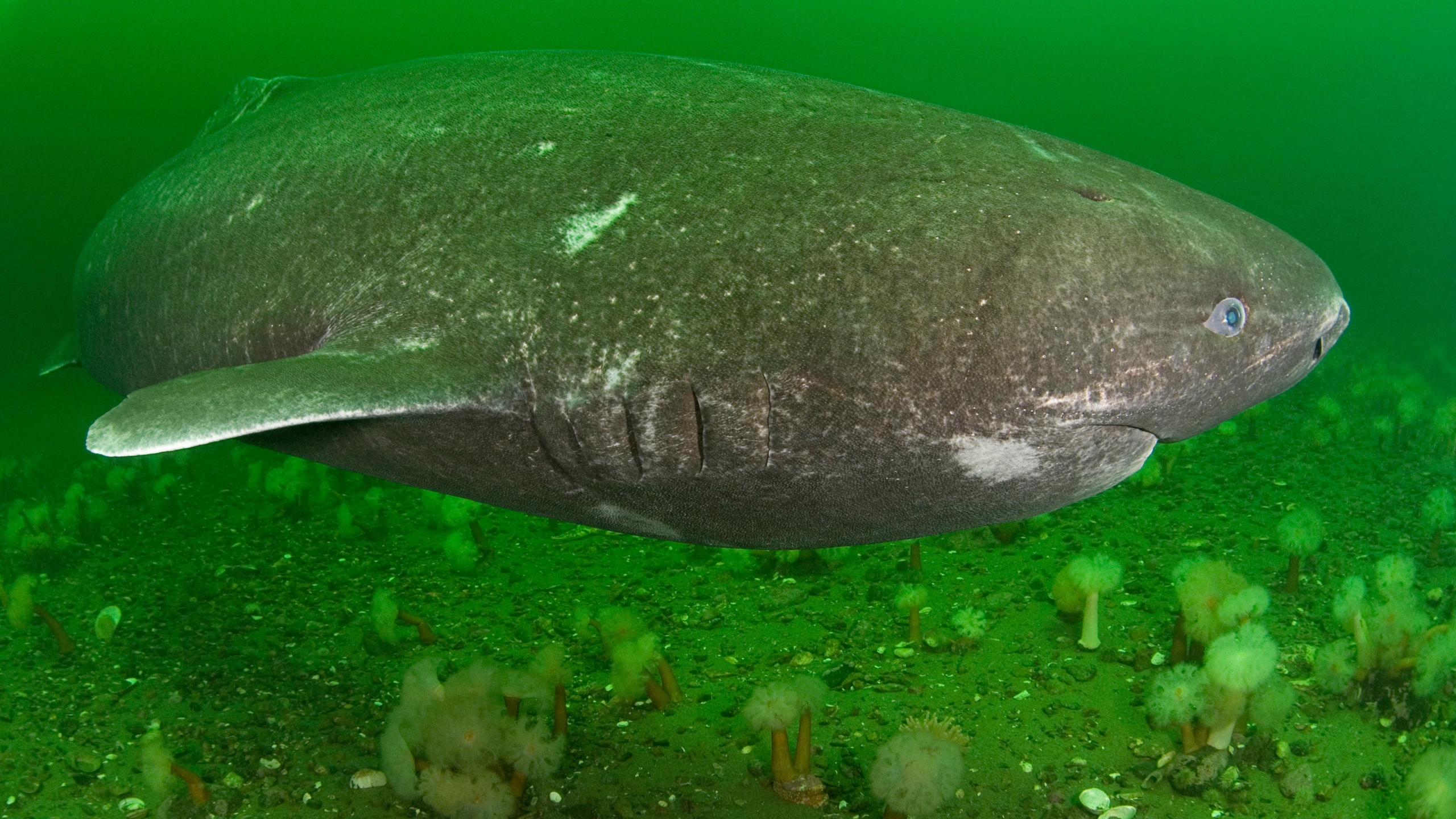 Greenland Sharks: Toxic, Half Blind Giants Of The Ocean