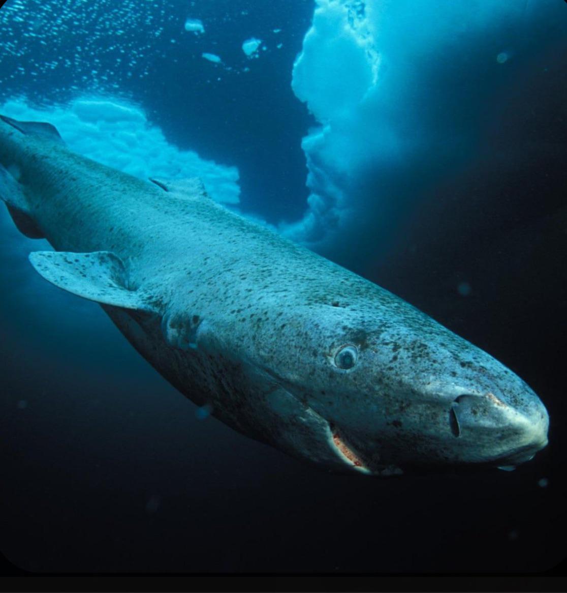 This Greenland shark looks so chipper